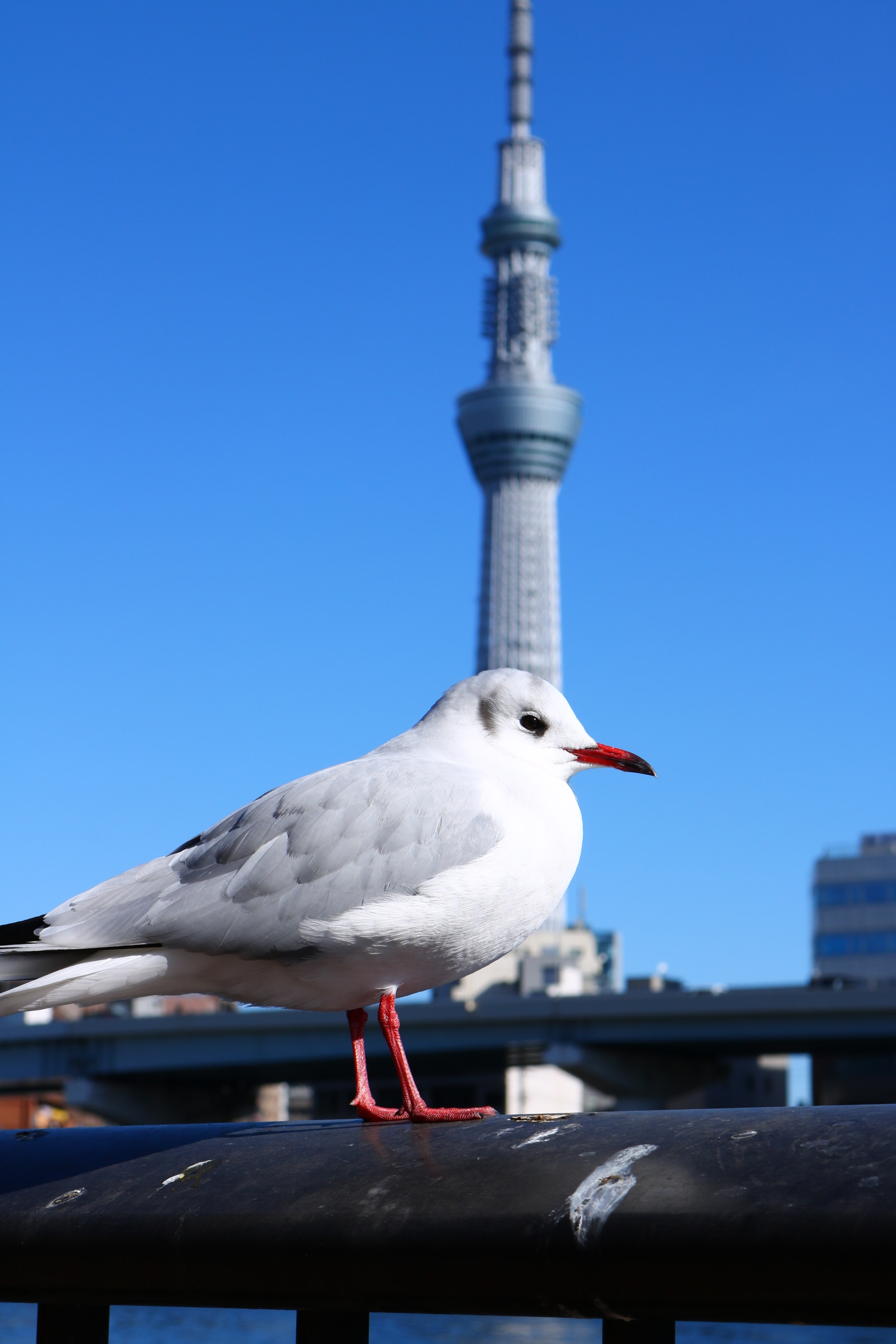 Canon EOS 760D (EOS Rebel T6s / EOS 8000D) + Canon EF-S 18-55mm F3.5-5.6 IS STM sample photo. Tokyo skytree photography