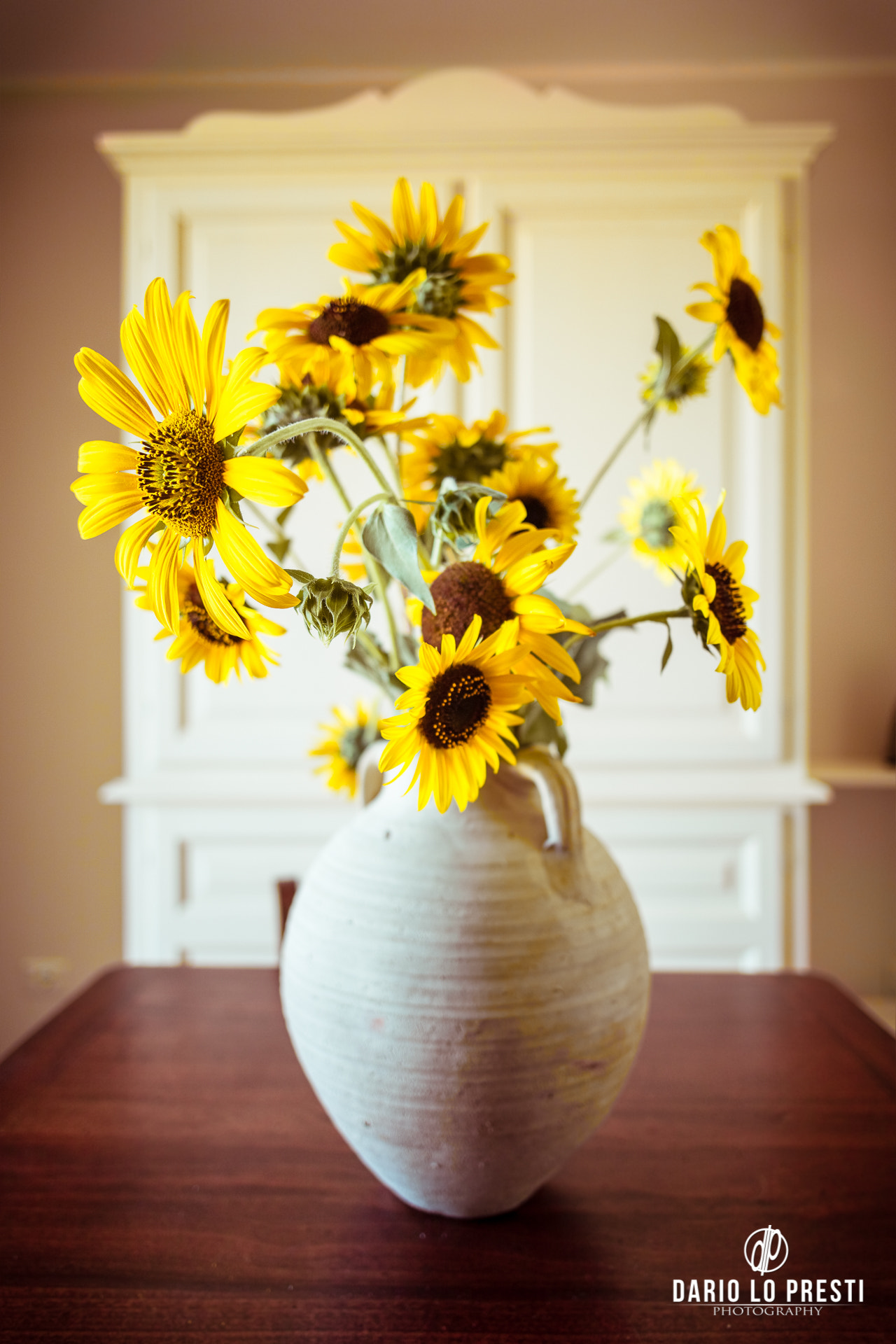 Canon EF 24mm F2.8 sample photo. Potted sunflowers photography