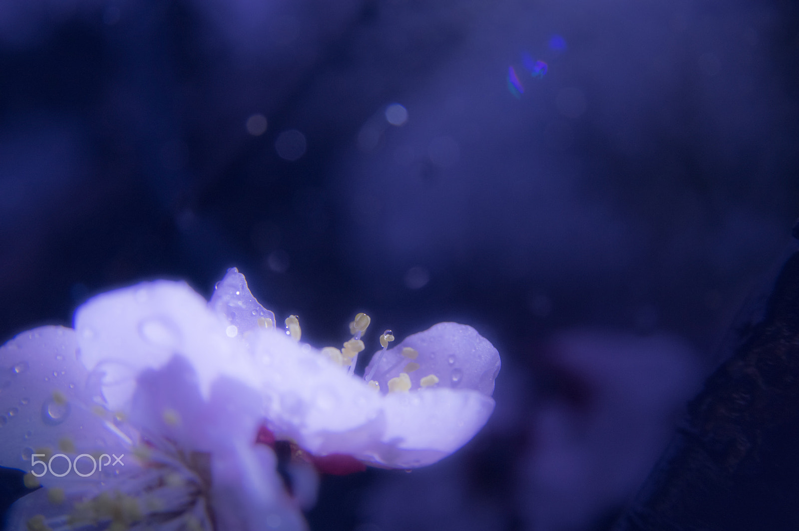 Sigma AF 10-20mm F4-5.6 EX DC sample photo. Happiness photography