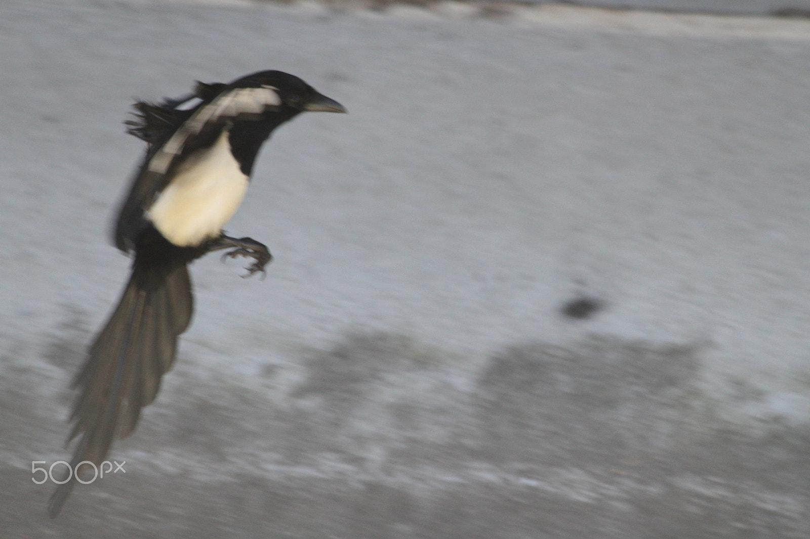 Canon EF 70-300mm F4-5.6 IS USM sample photo. Predator photography