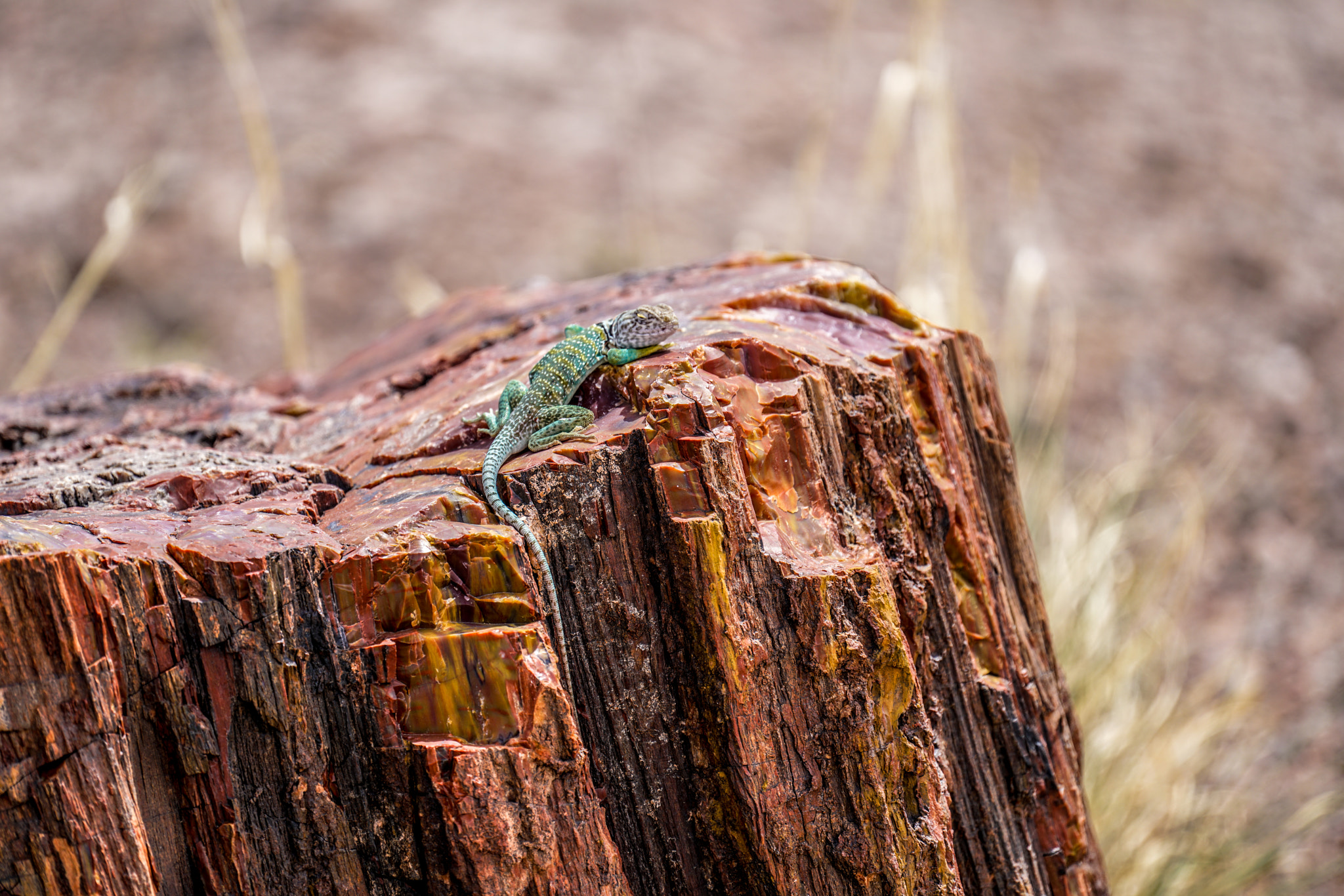 Sony FE 70-300mm F4.5-5.6 G OSS sample photo. Petified forest photography