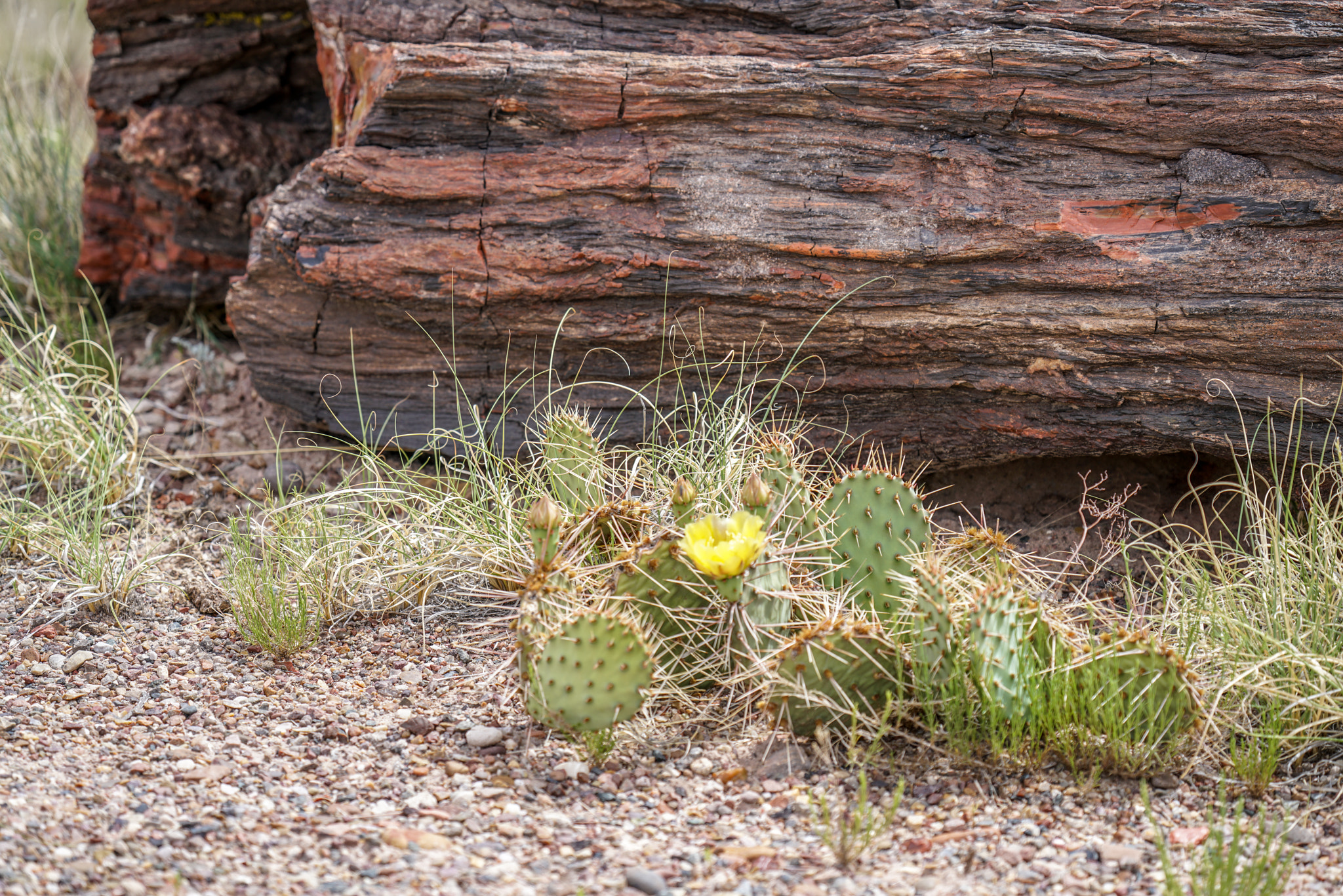 Sony FE 70-300mm F4.5-5.6 G OSS sample photo. Petified forest photography