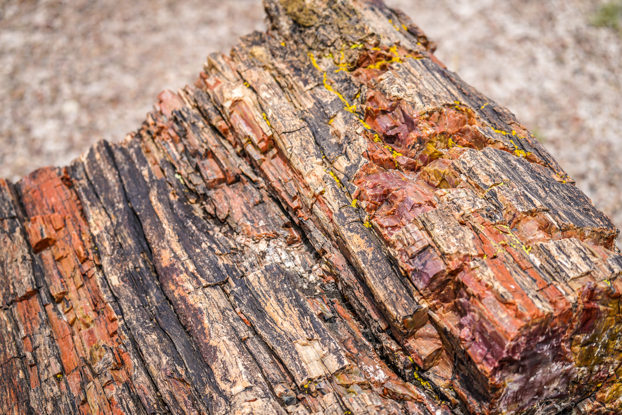 Sony FE 70-300mm F4.5-5.6 G OSS sample photo. Petified forest photography