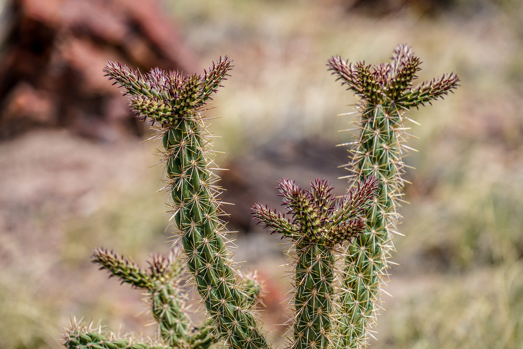 Sony FE 70-300mm F4.5-5.6 G OSS sample photo. Petified forest photography