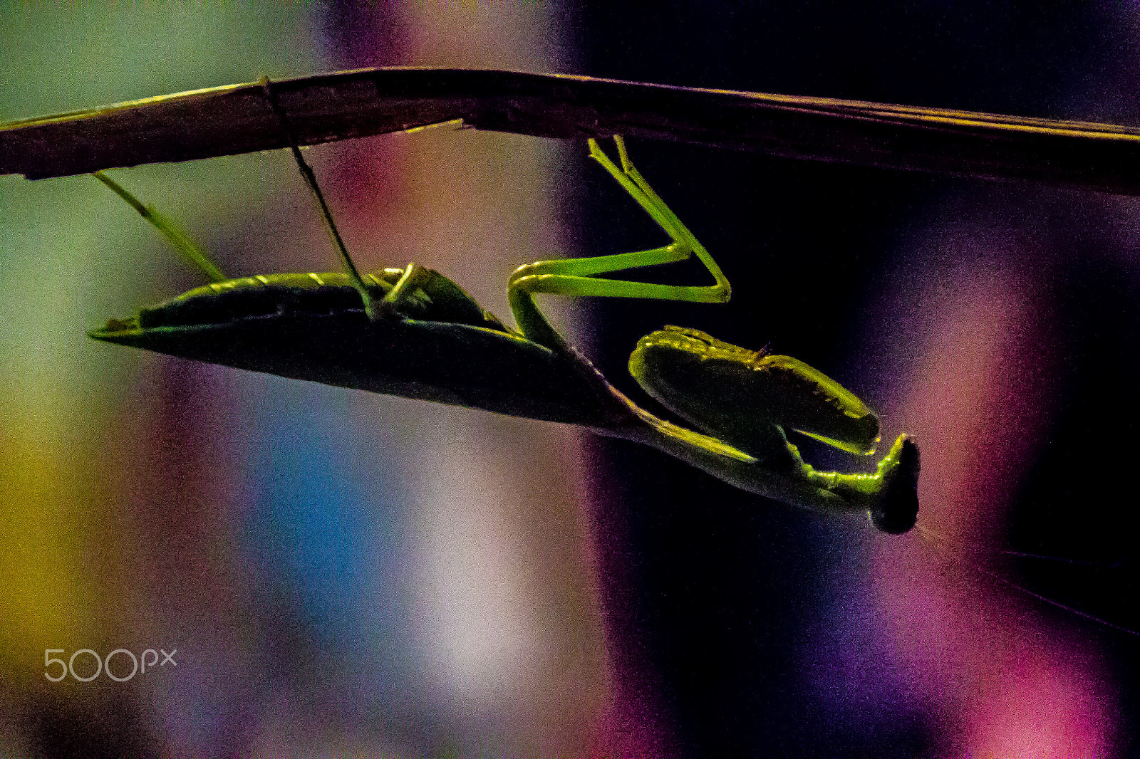 Canon EOS 1200D (EOS Rebel T5 / EOS Kiss X70 / EOS Hi) + Canon TS-E 90mm F2.8 Tilt-Shift sample photo. Praying mantis photography