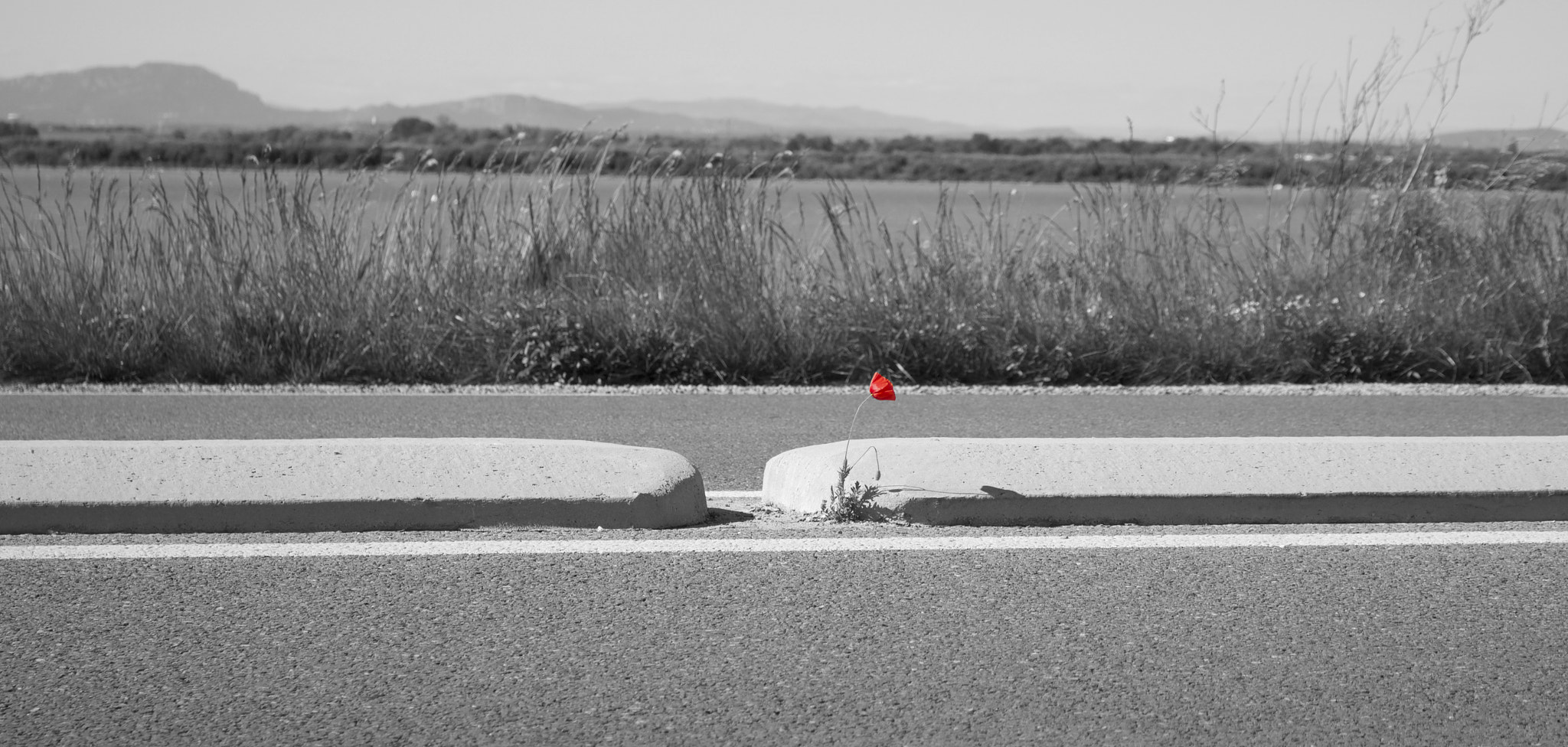 Canon EOS 760D (EOS Rebel T6s / EOS 8000D) sample photo. Coquelicot photography