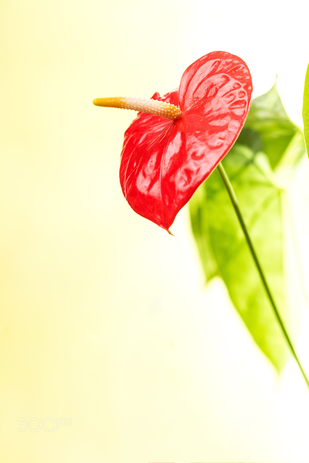 AF DC-Nikkor 135mm f/2 sample photo. Anthurium photography