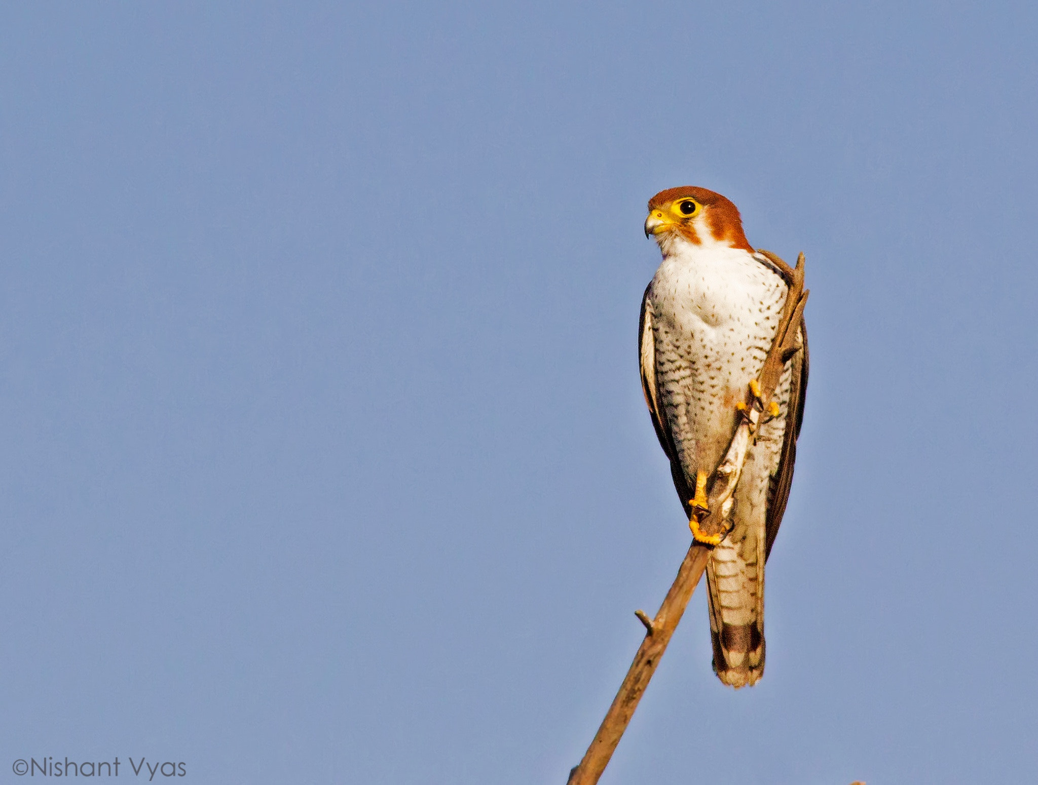 Sigma 150-500mm F5-6.3 DG OS HSM sample photo. Red neck falcon photography