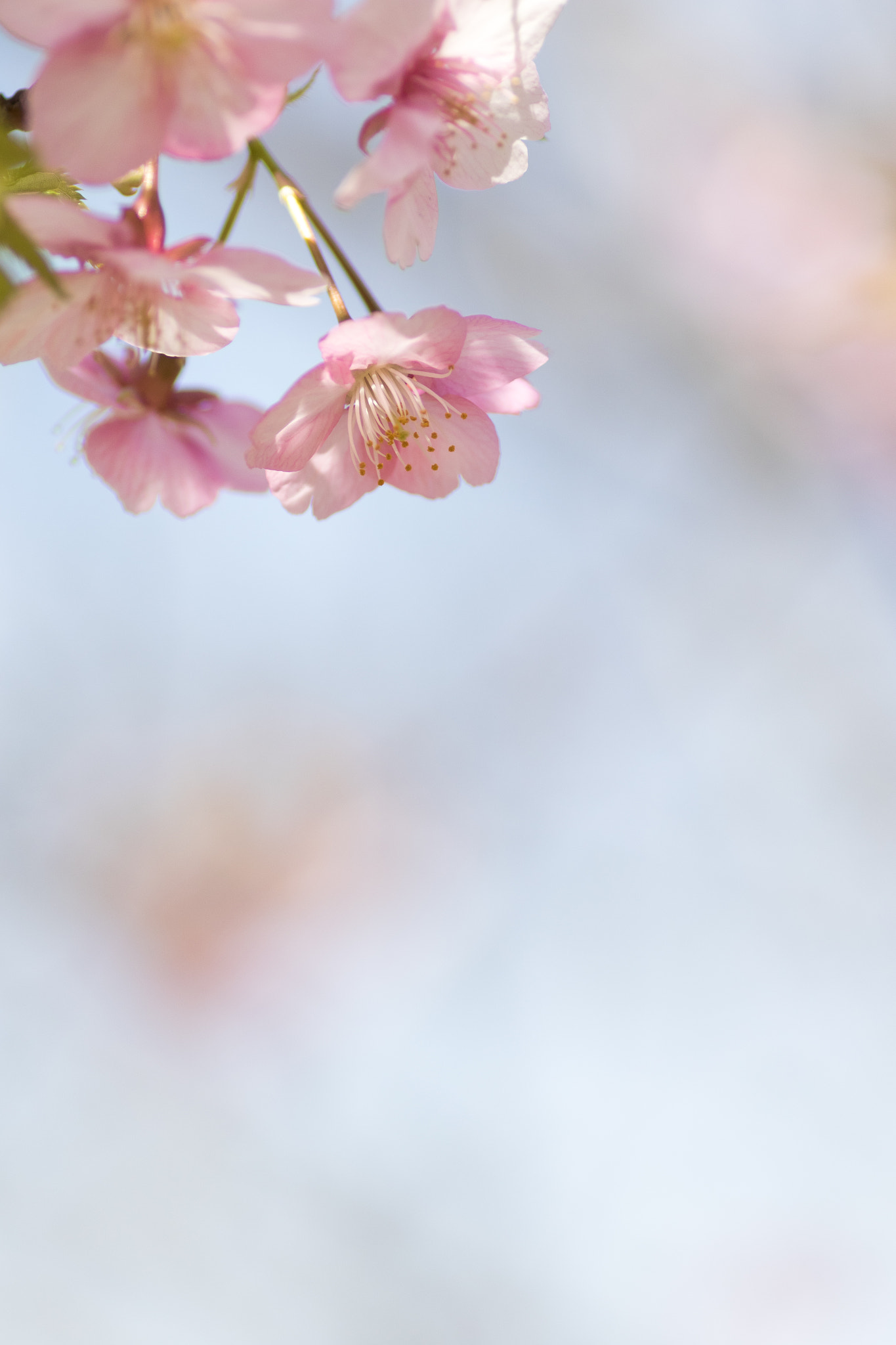 Canon EOS 7D Mark II + Tamron SP AF 90mm F2.8 Di Macro sample photo. 河津桜 photography