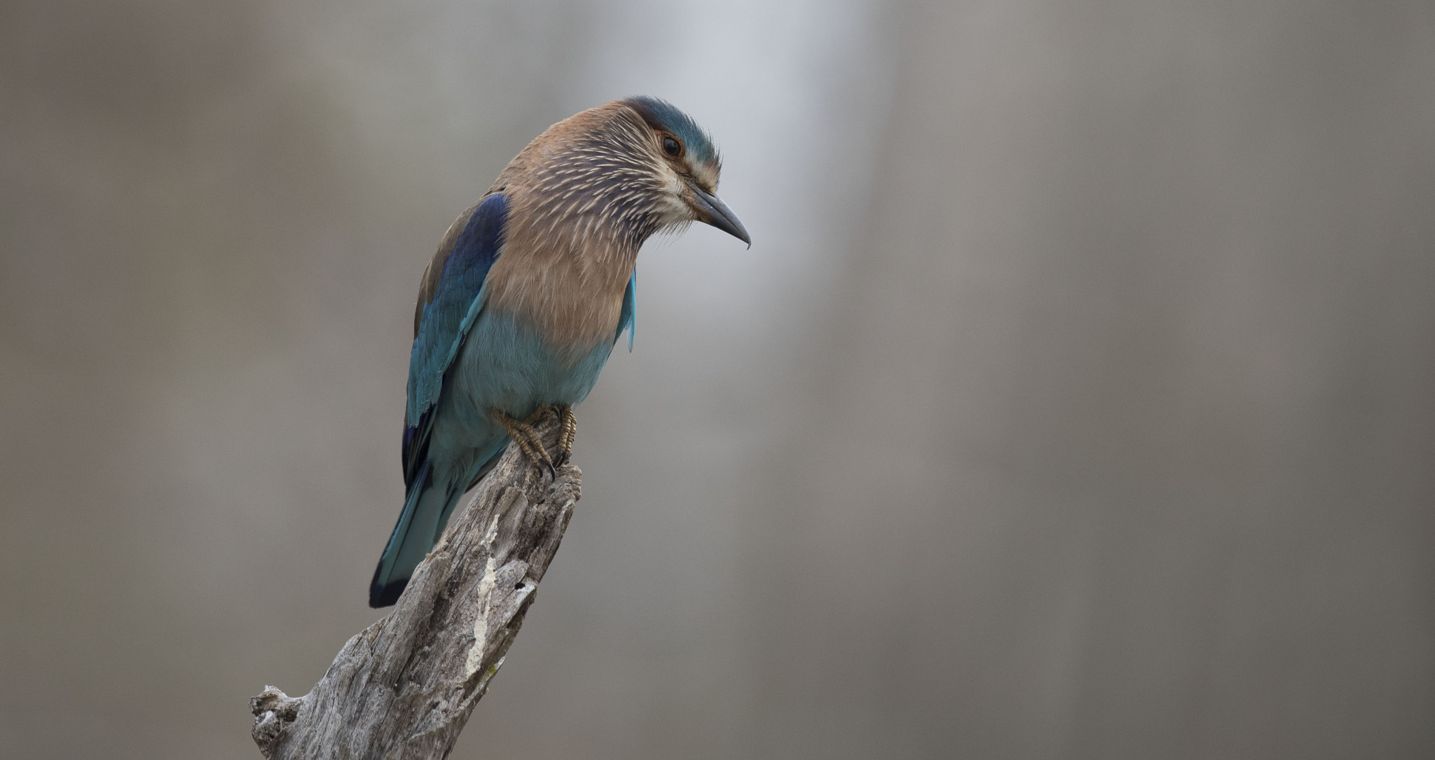 Nikon D750 + Nikon AF-S Nikkor 500mm F4G ED VR sample photo. Indian rollar bird photography