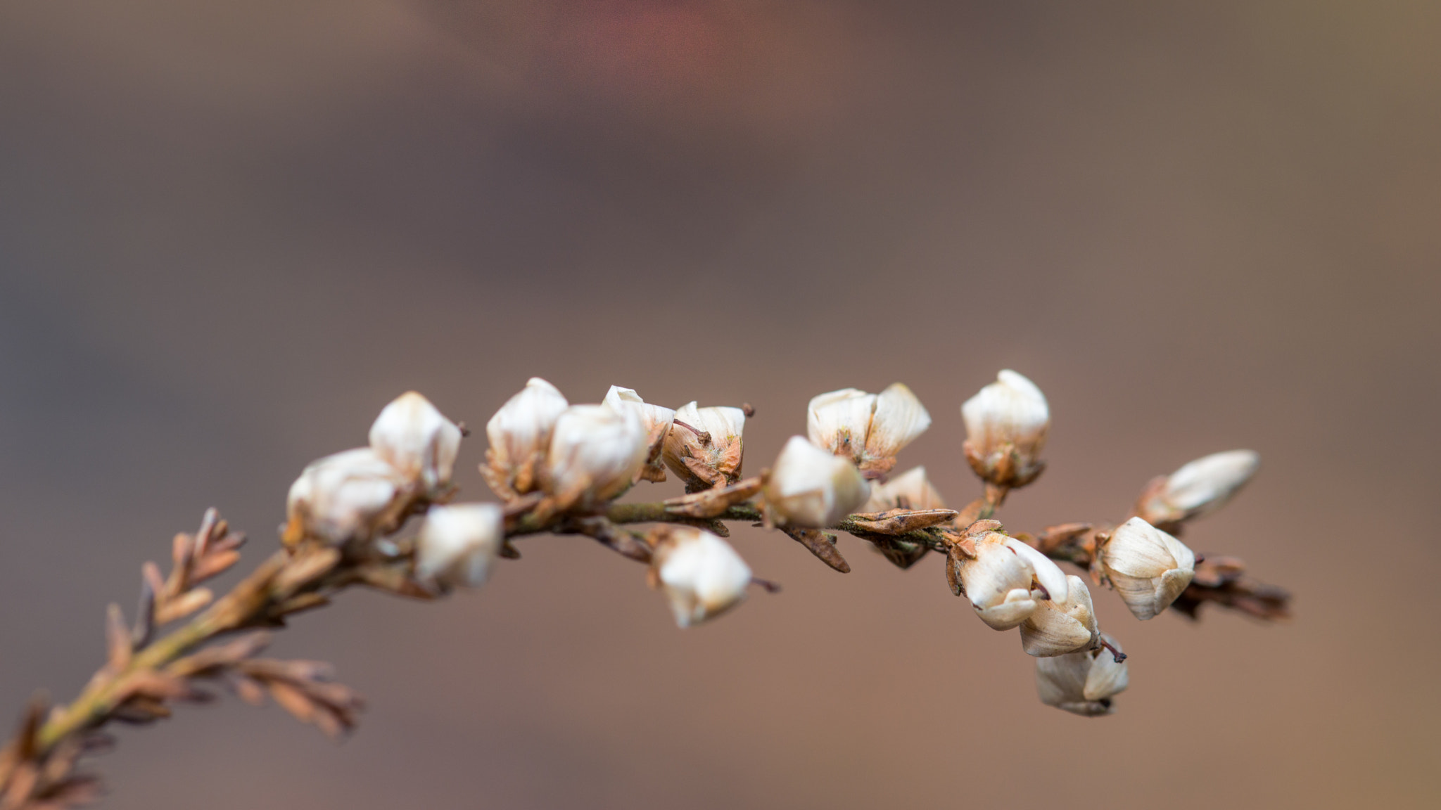 Sigma 105mm F2.8 EX DG OS HSM sample photo. Heather branch photography