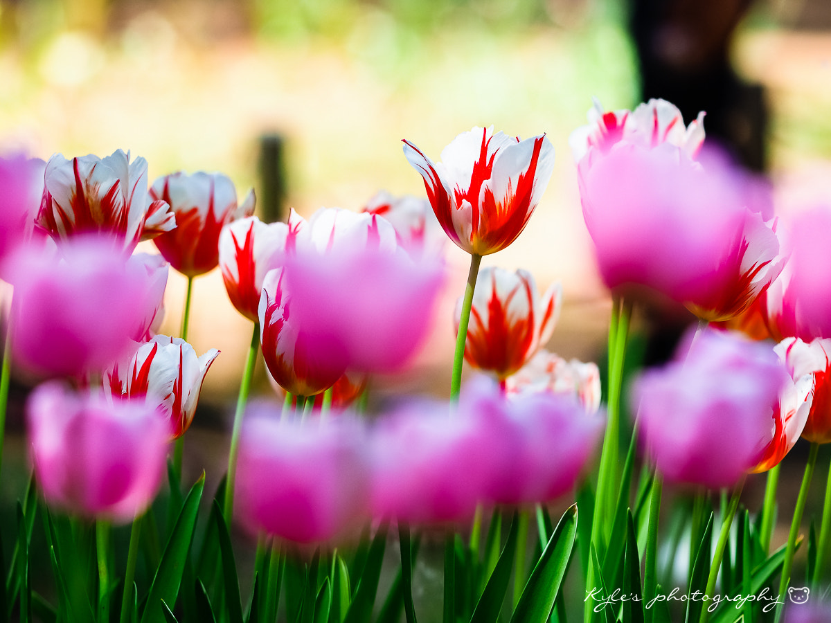 Olympus OM-D E-M1 sample photo. Tulips photography