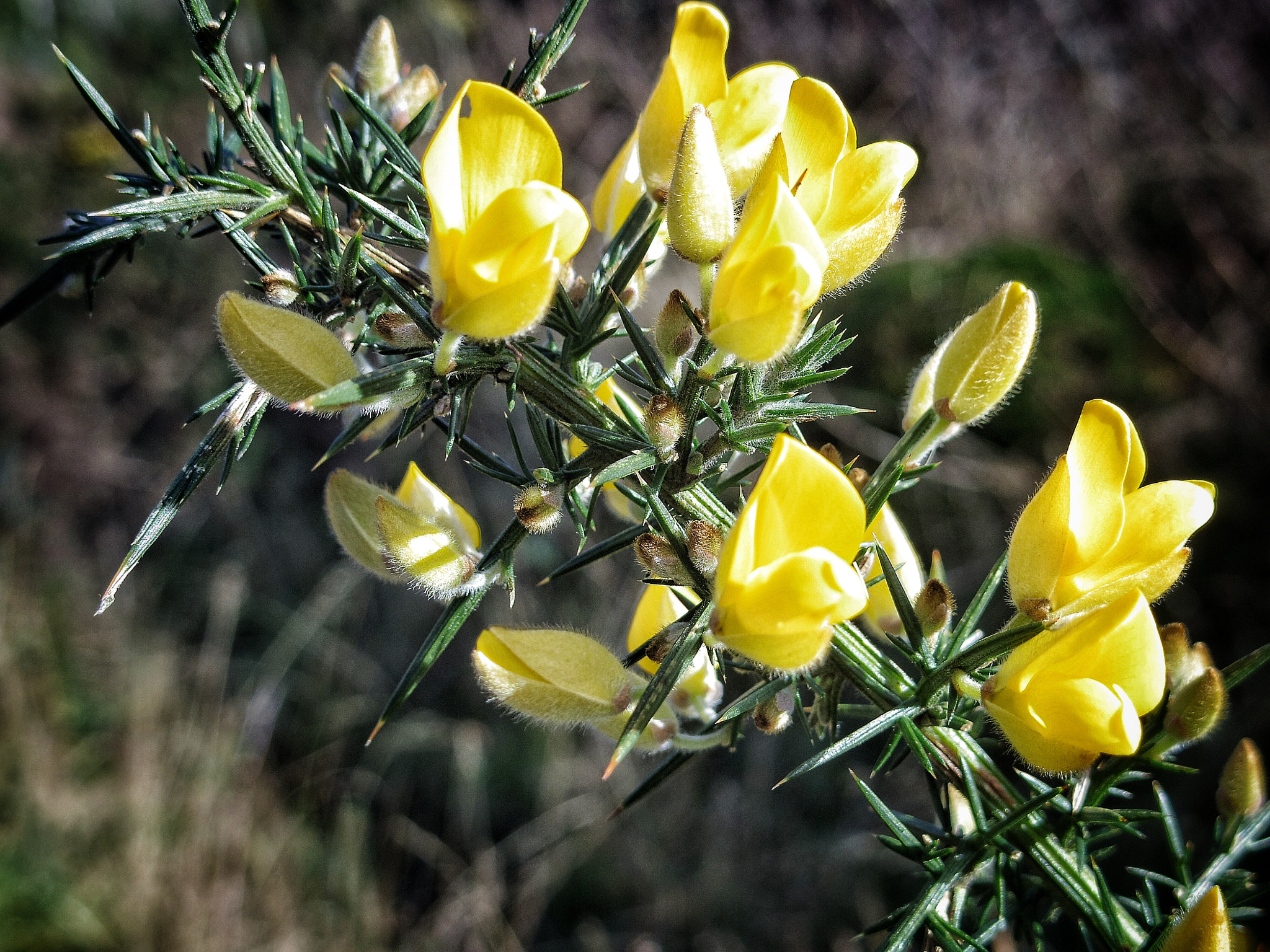 Pentax 01 Standard Prime sample photo. Gorse bush, late this year, kintyre, scotland photography