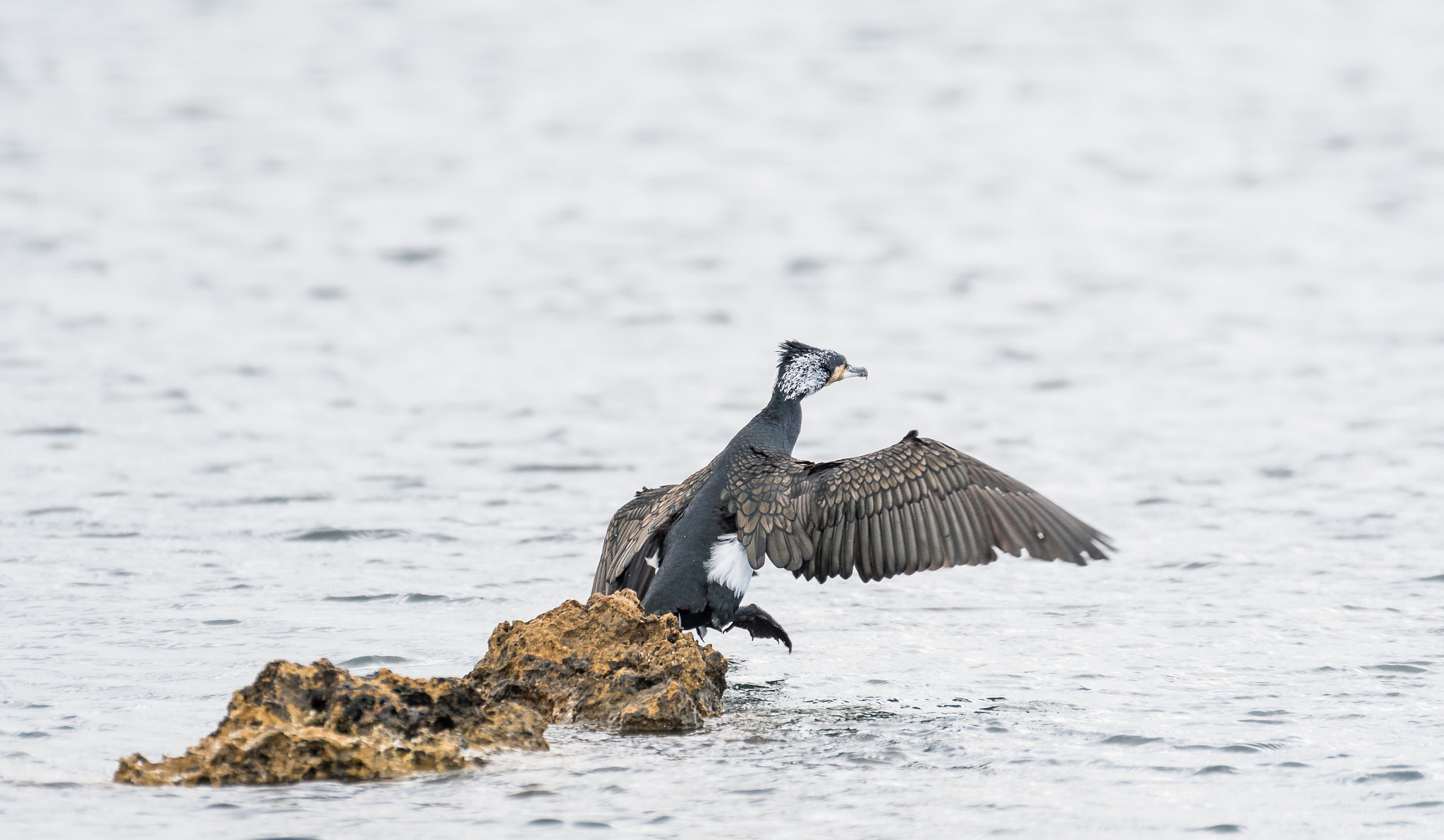 Nikon AF-S Nikkor 200mm F2G ED-IF VR sample photo. Cormoran jumpin into the sea photography