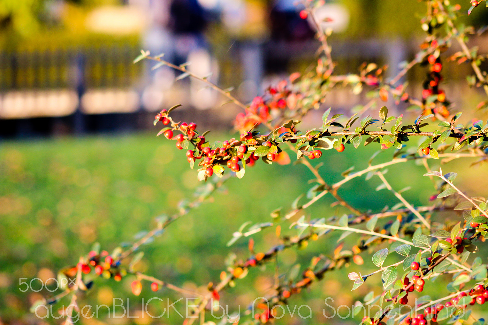 Canon EOS 1300D (EOS Rebel T6 / EOS Kiss X80) + EF75-300mm f/4-5.6 sample photo. Herbstgedanken photography