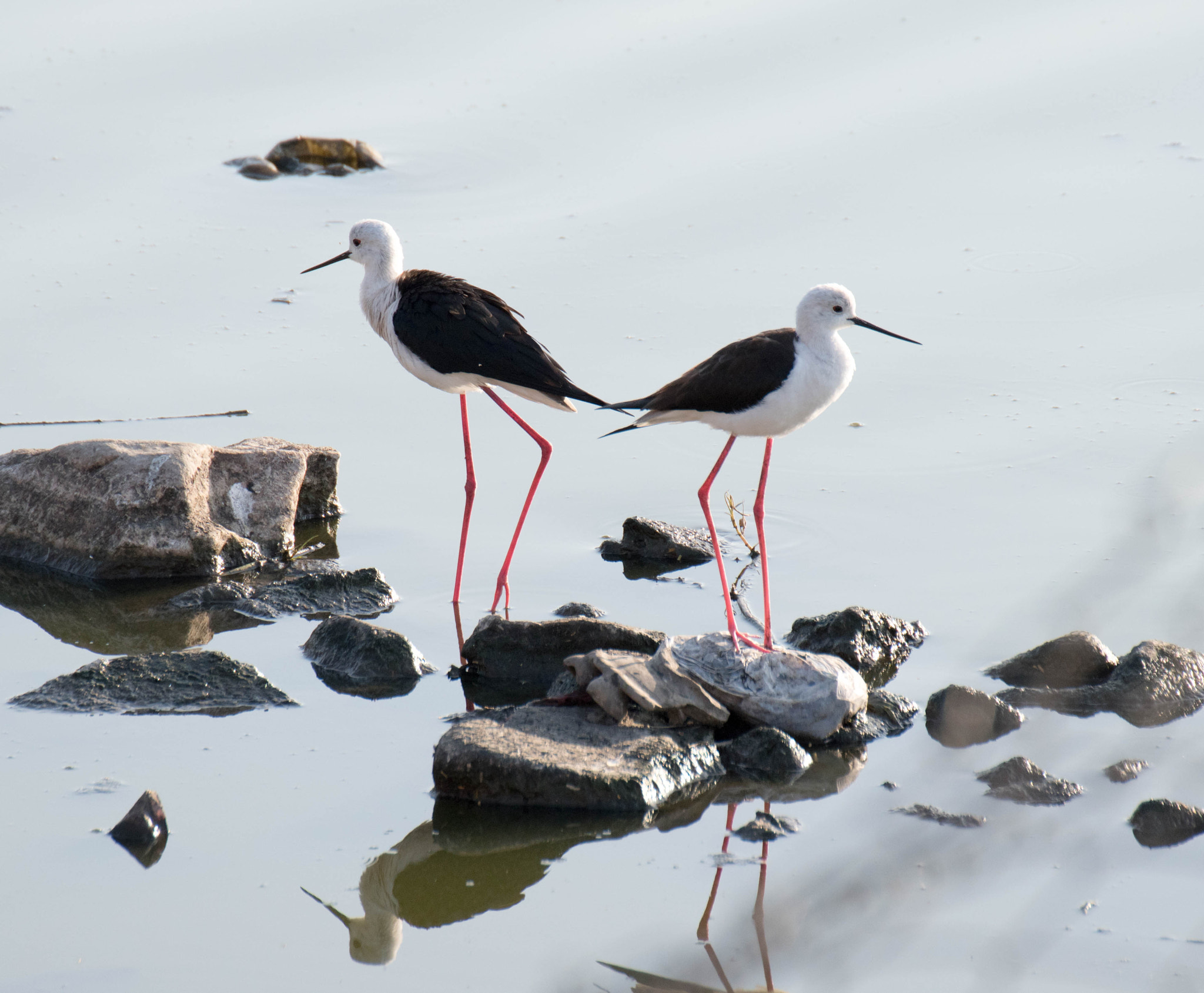 Nikon D5500 sample photo. Birds in jalmahal,jaipur photography