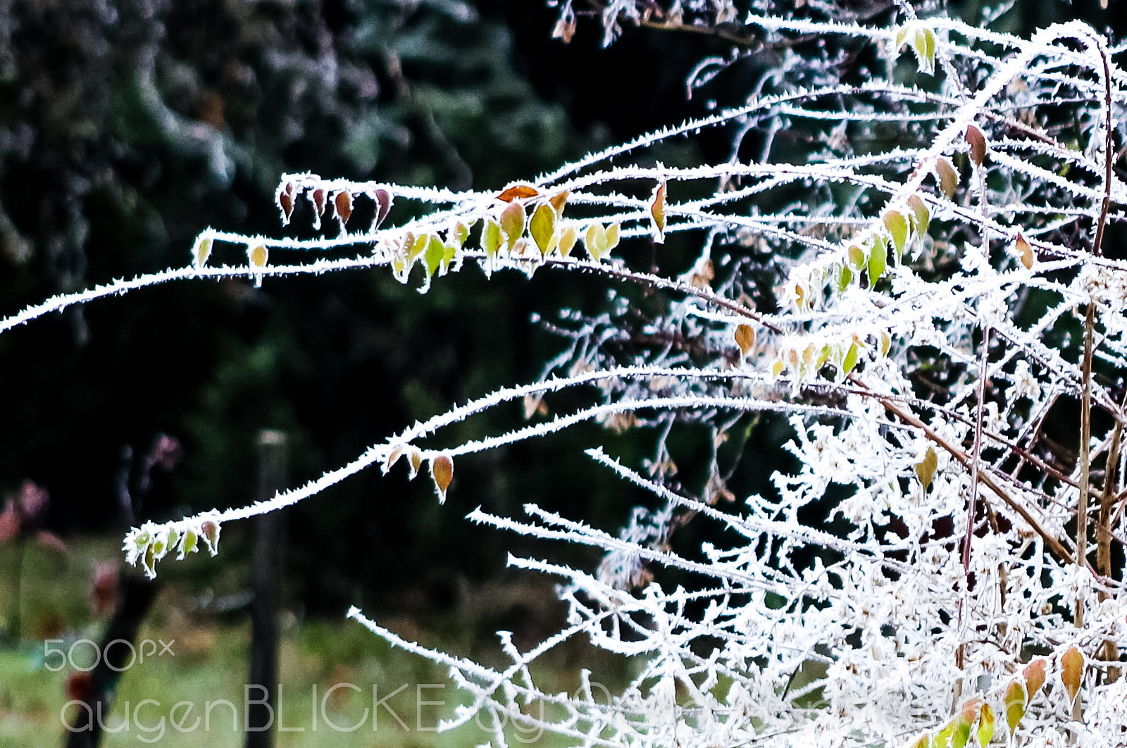 Canon EOS 1300D (EOS Rebel T6 / EOS Kiss X80) + EF75-300mm f/4-5.6 sample photo. Wintertales photography