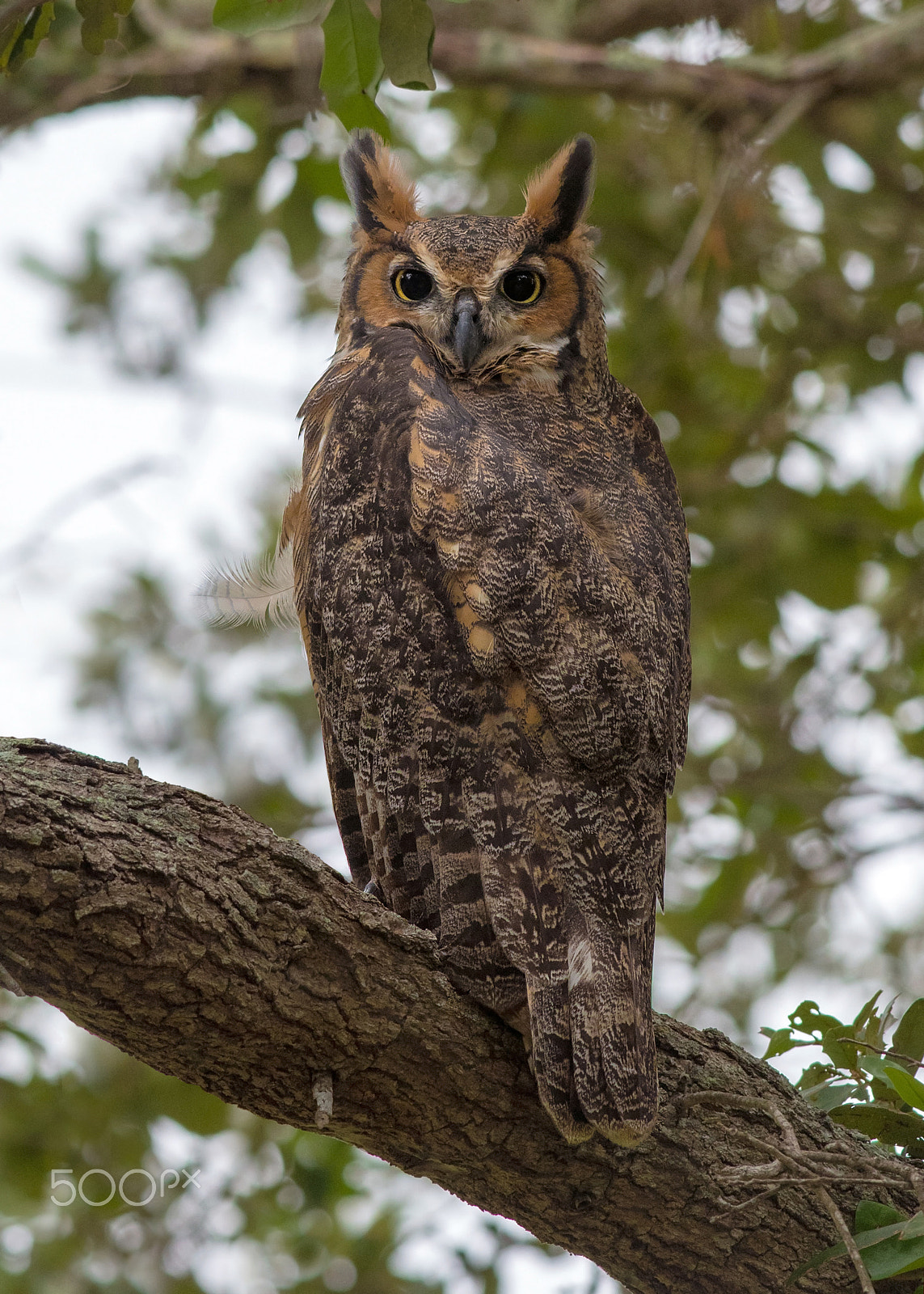 Nikon D500 + Nikon AF-S Nikkor 300mm F4D ED-IF sample photo. Great horned owl photography