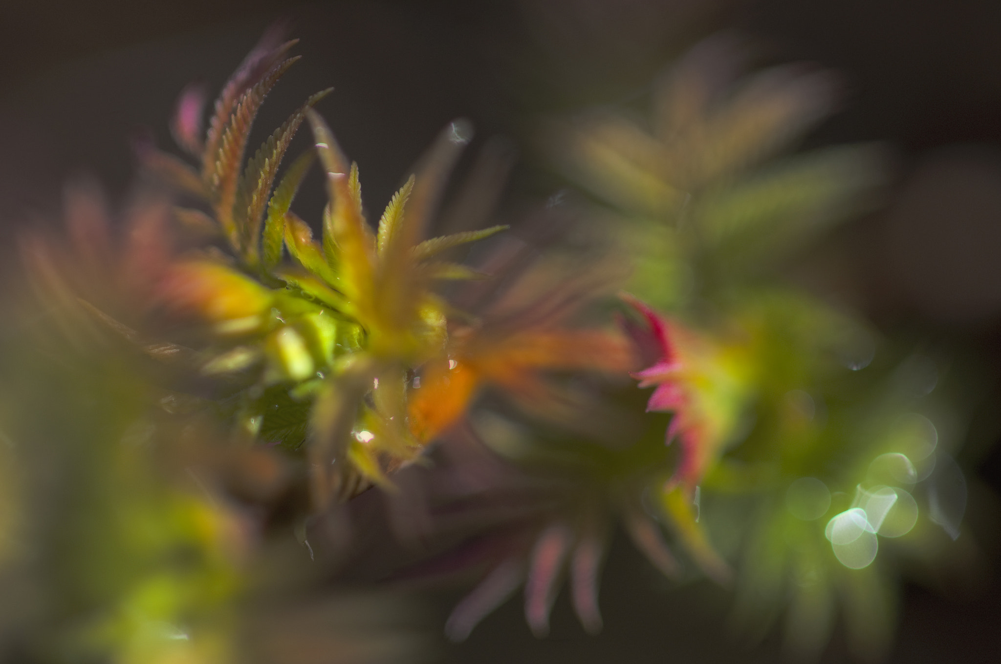Nikon AF-S Micro-Nikkor 105mm F2.8G IF-ED VR sample photo. Onlycolors photography