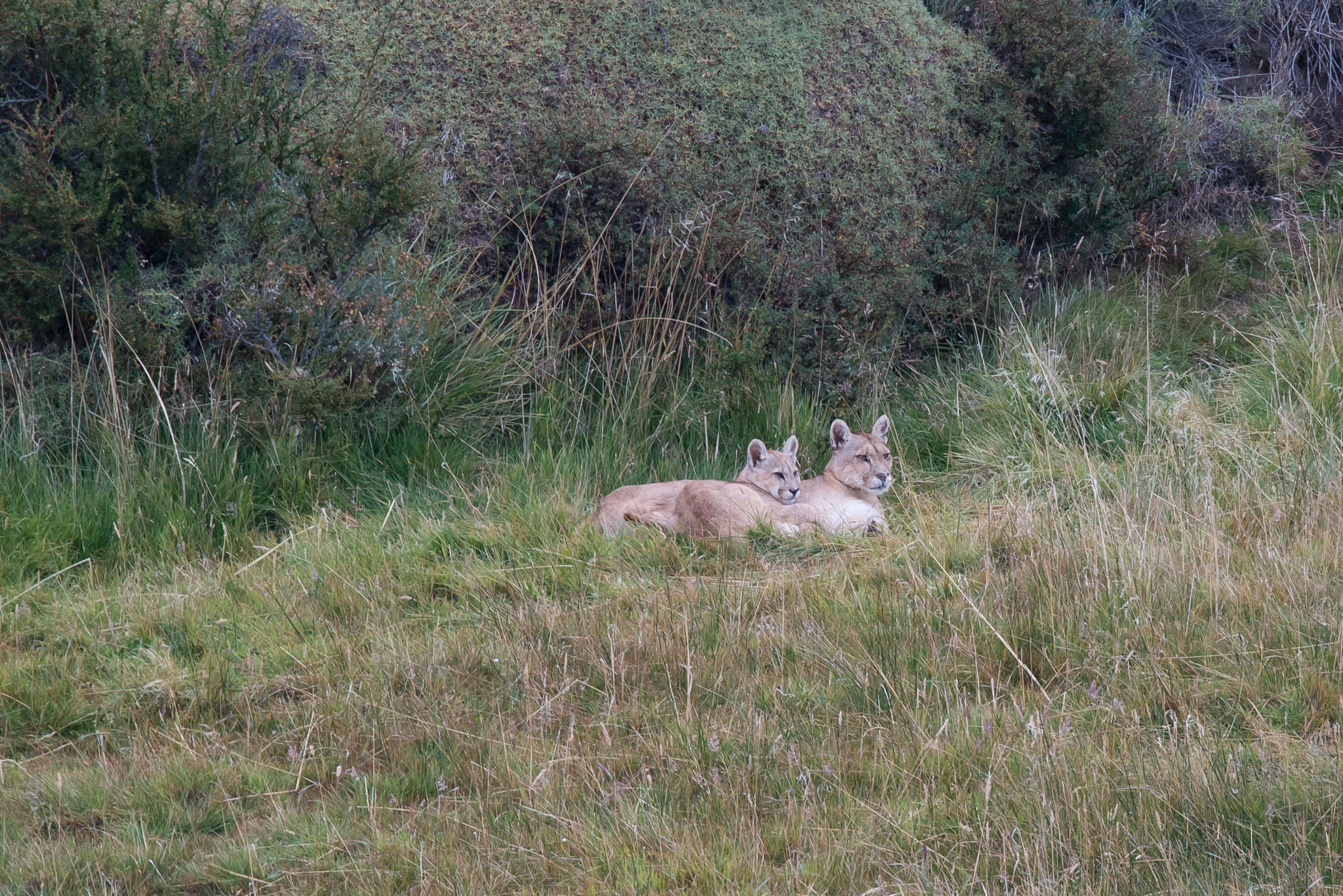 Sigma 150-600mm F5-6.3 DG OS HSM | S sample photo. Cosy puma / puma torres del paine photography