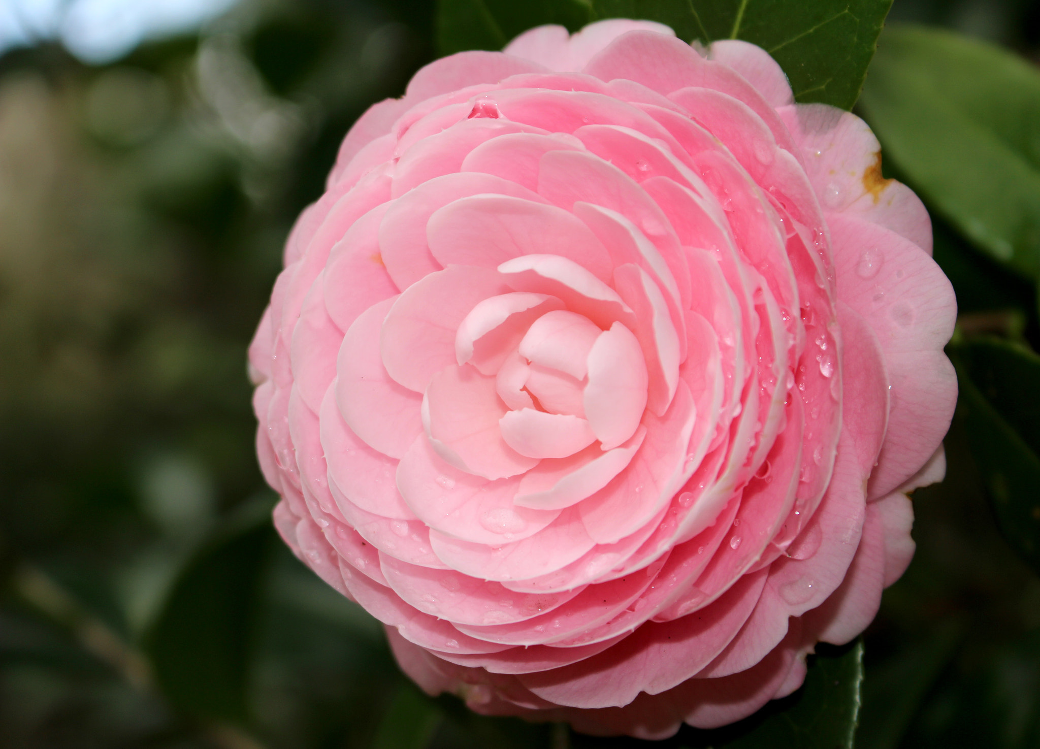 Canon EOS 100D (EOS Rebel SL1 / EOS Kiss X7) sample photo. Wet pink perfection photography
