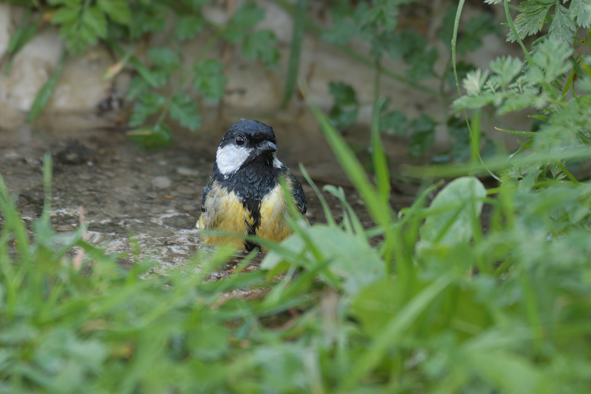 Nikon D500 sample photo. My morning bath. photography