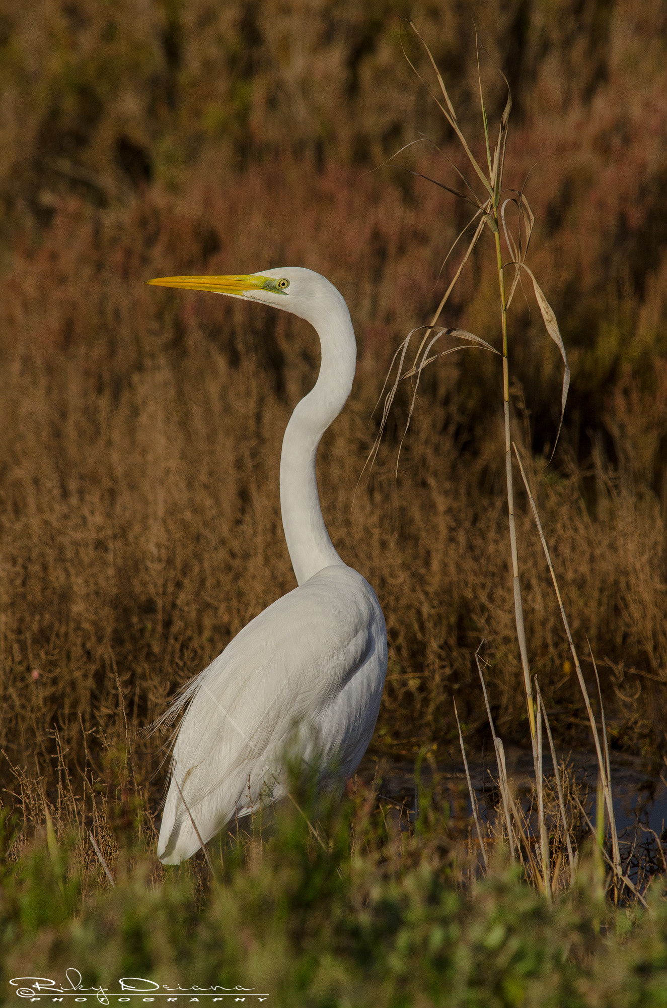 Nikon D7000 + Nikon AF-S Nikkor 300mm F4D ED-IF sample photo. White heron @dawn photography