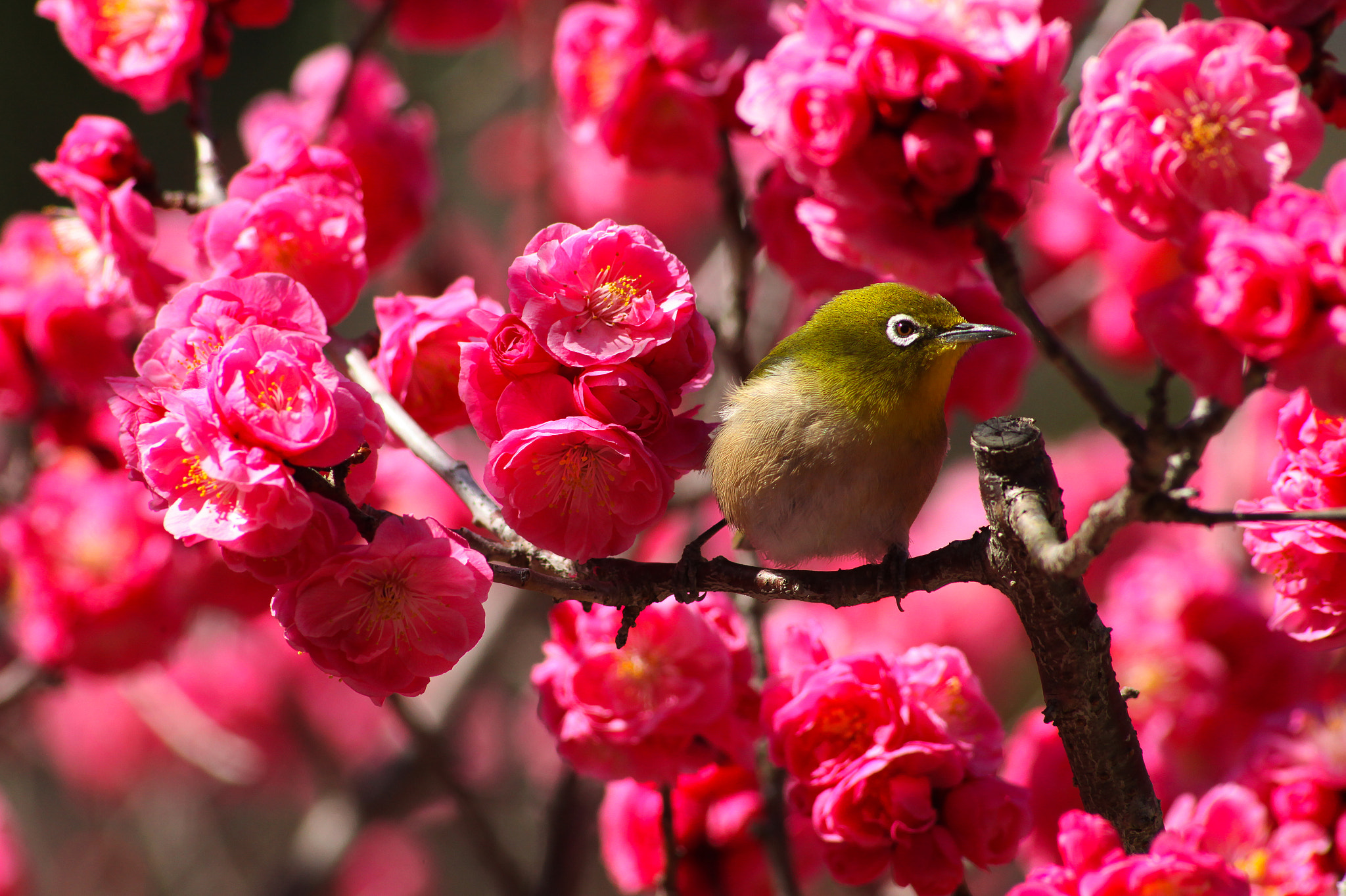 Canon EOS 5D Mark II sample photo. Spring bird photography