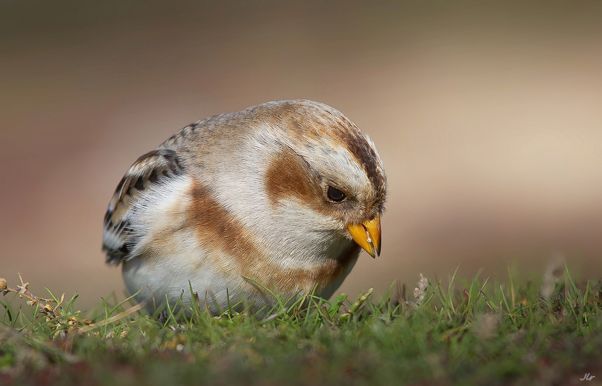 Canon EOS 7D + Canon EF 300mm f/2.8L sample photo. Plectrophenax nivalis photography