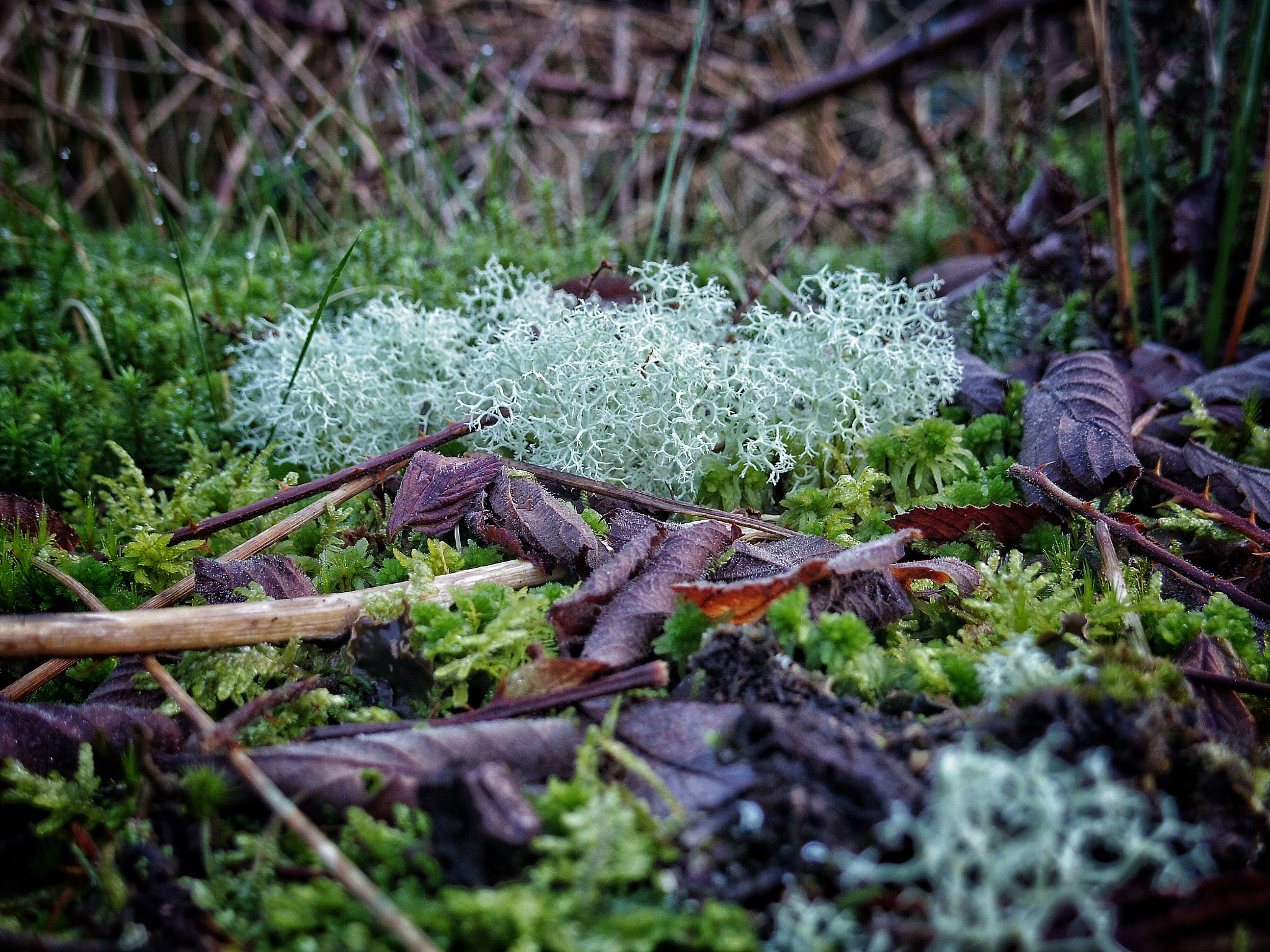 Pentax Q sample photo. Growing on a dead tree-stump in the forest photography