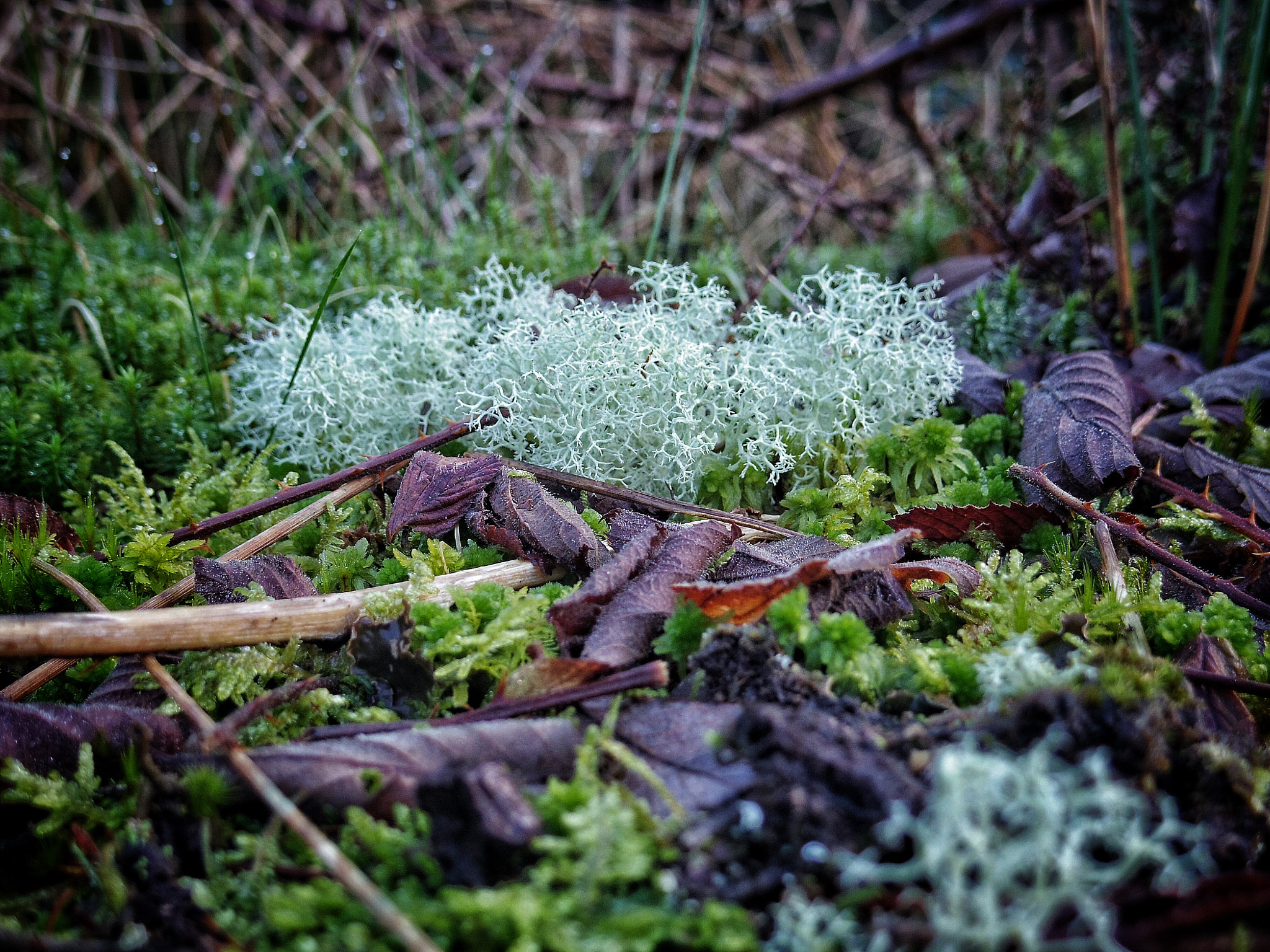 Pentax Q + Pentax 01 Standard Prime sample photo. Growing on a dead tree-stump in the forest photography