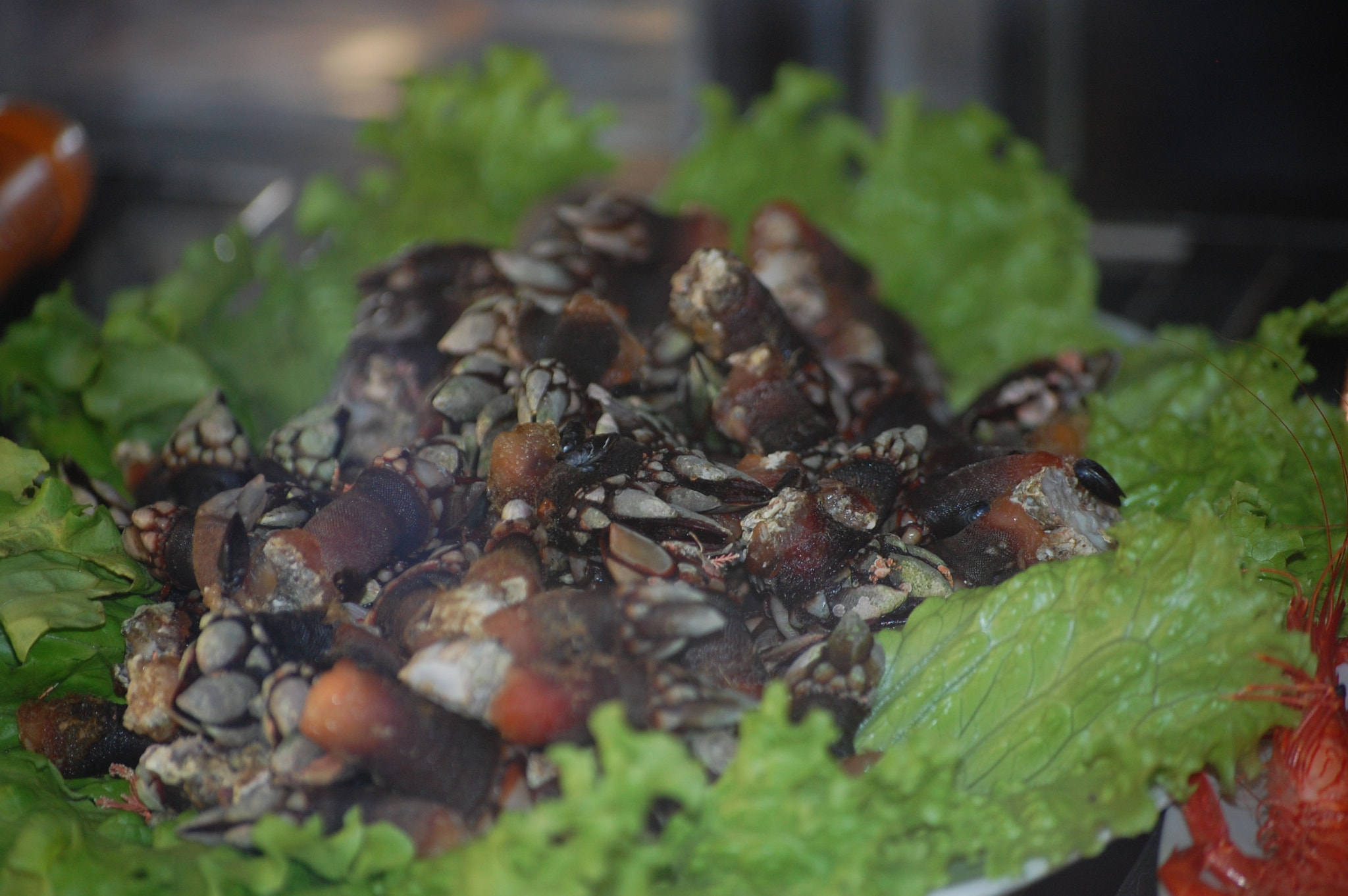 Nikon D40 sample photo. Percebes galegos photography