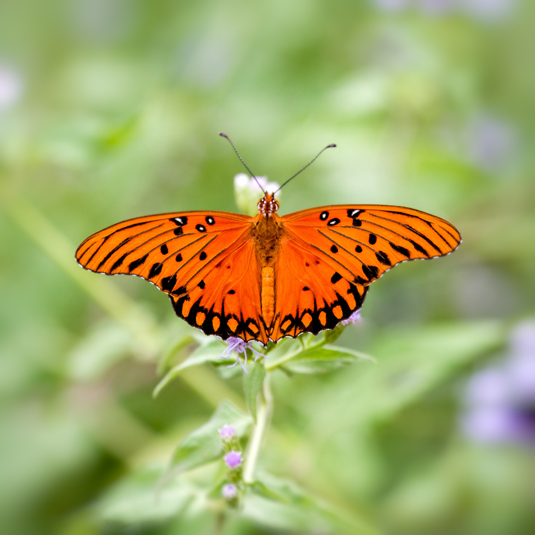Canon EOS 7D + Canon EF 70-300mm F4-5.6L IS USM sample photo. Gulf fritillary photography