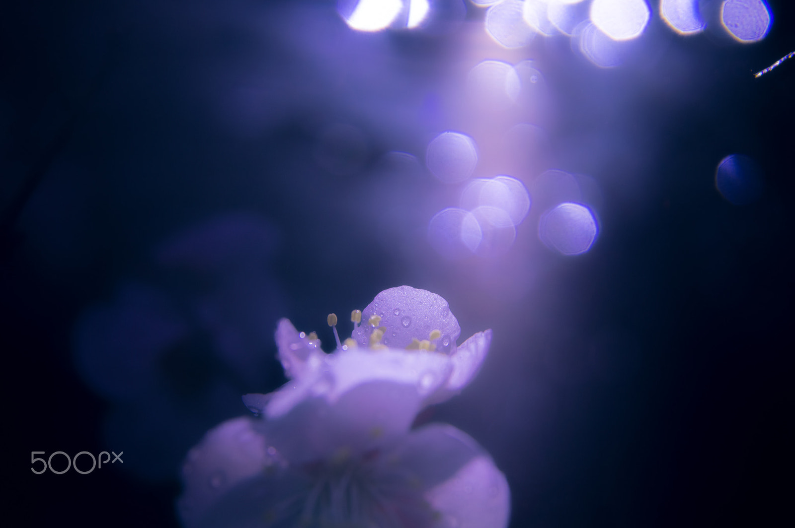 Sigma AF 10-20mm F4-5.6 EX DC sample photo. Angels fall photography