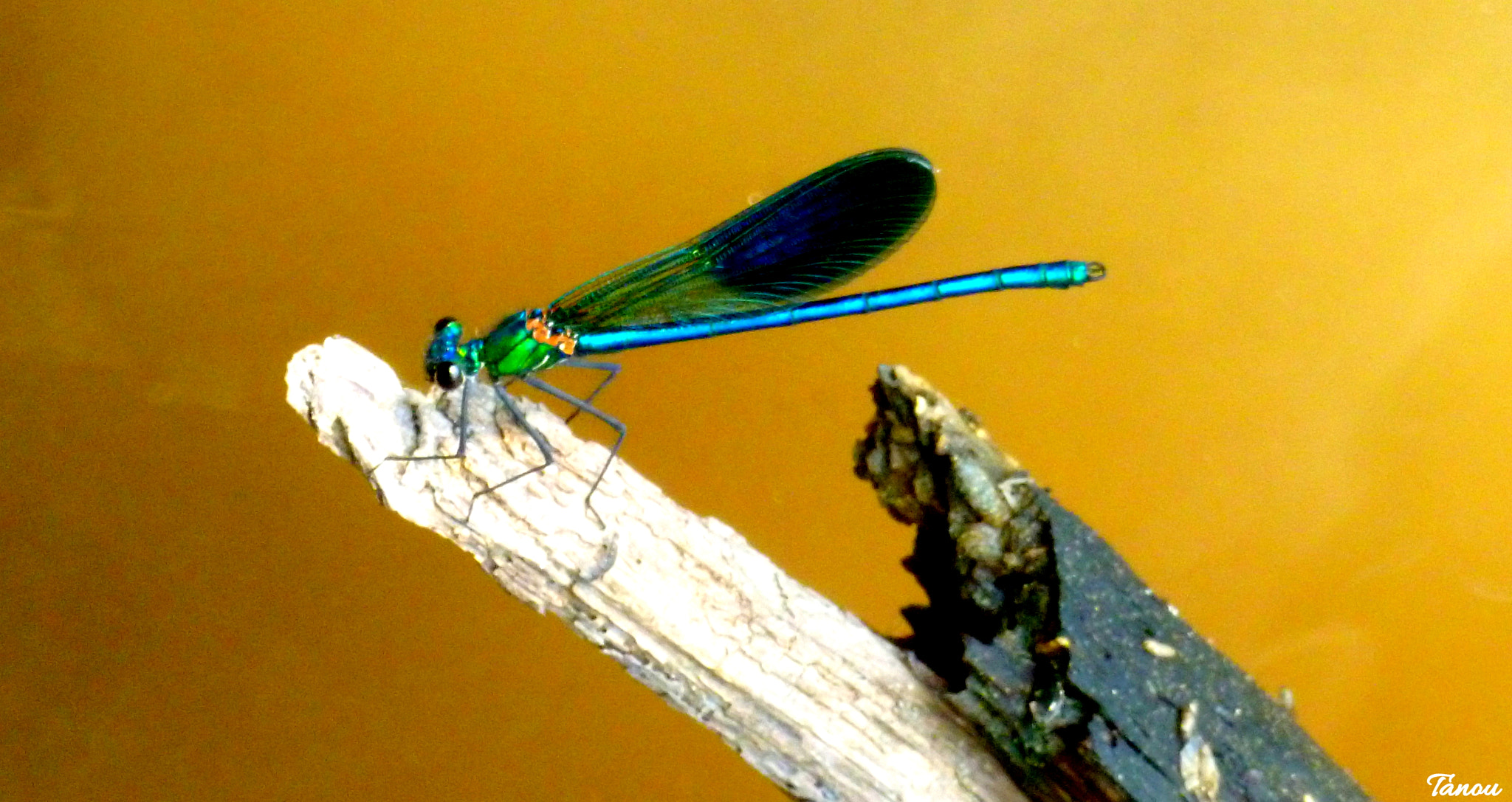 Panasonic Lumix DMC-FH25 (Lumix DMC-FS35) sample photo. Jolie demoiselle photography