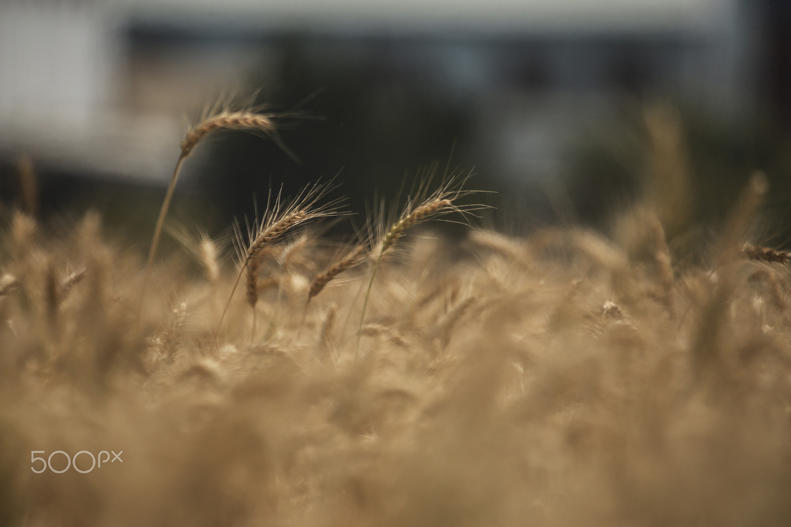 150-600mm F5-6.3 DG OS HSM | Contemporary 015 sample photo. 金色麥田 photography