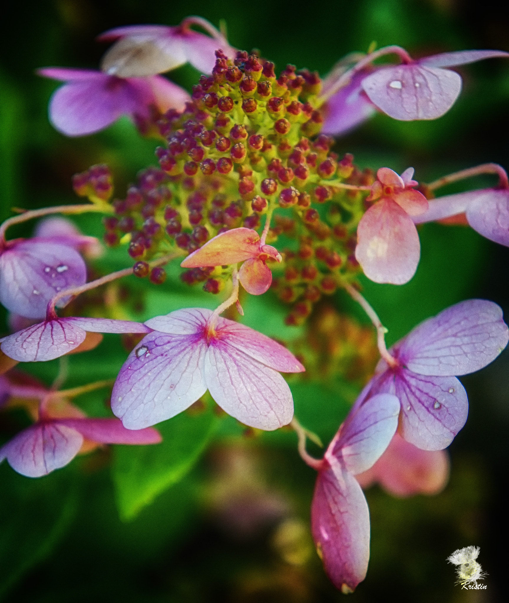 Sony Alpha NEX-3 sample photo. Lacecap hydrangea photography