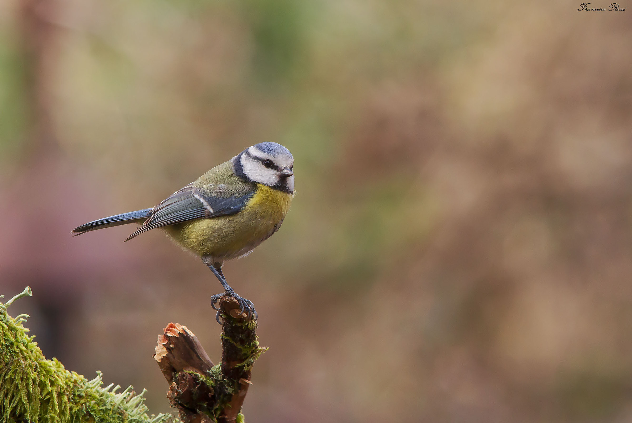 Sigma 150-500mm F5-6.3 DG OS HSM sample photo. Blue tit, cinciarella  photography