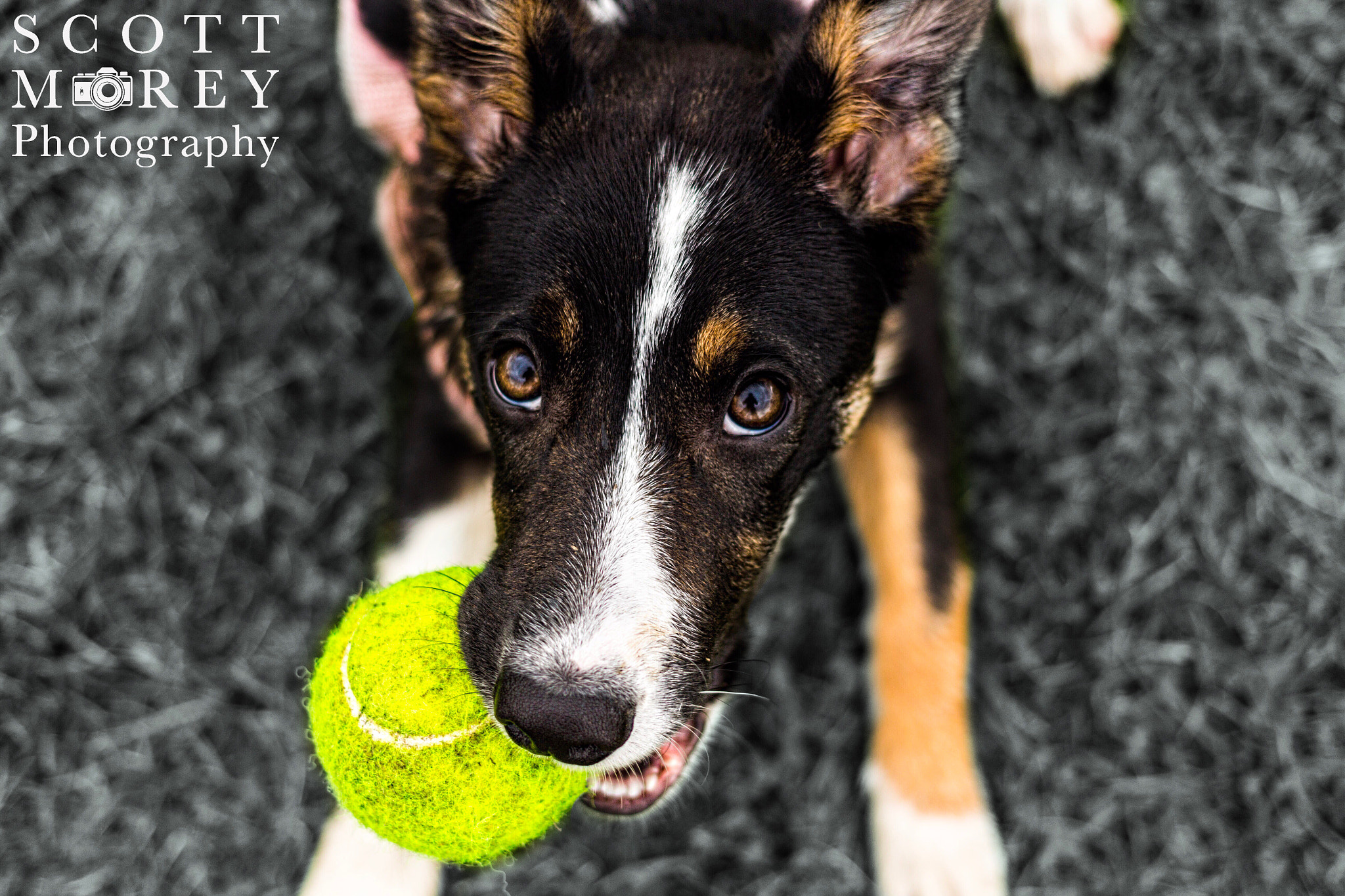 Canon EOS 700D (EOS Rebel T5i / EOS Kiss X7i) + Canon EF 40mm F2.8 STM sample photo. Puppy and her toy photography