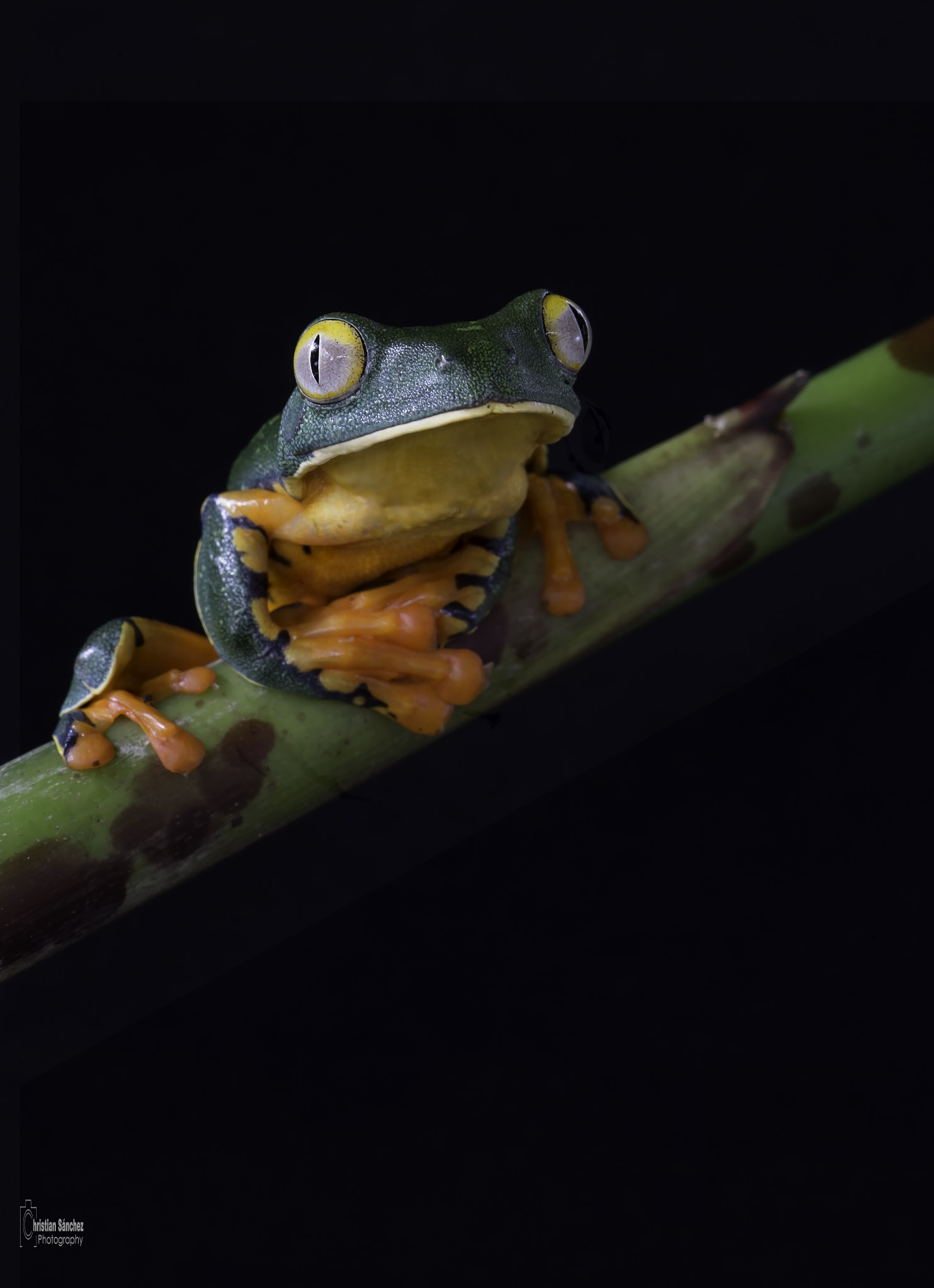 Nikon D4 sample photo. Barred leaf frog photography