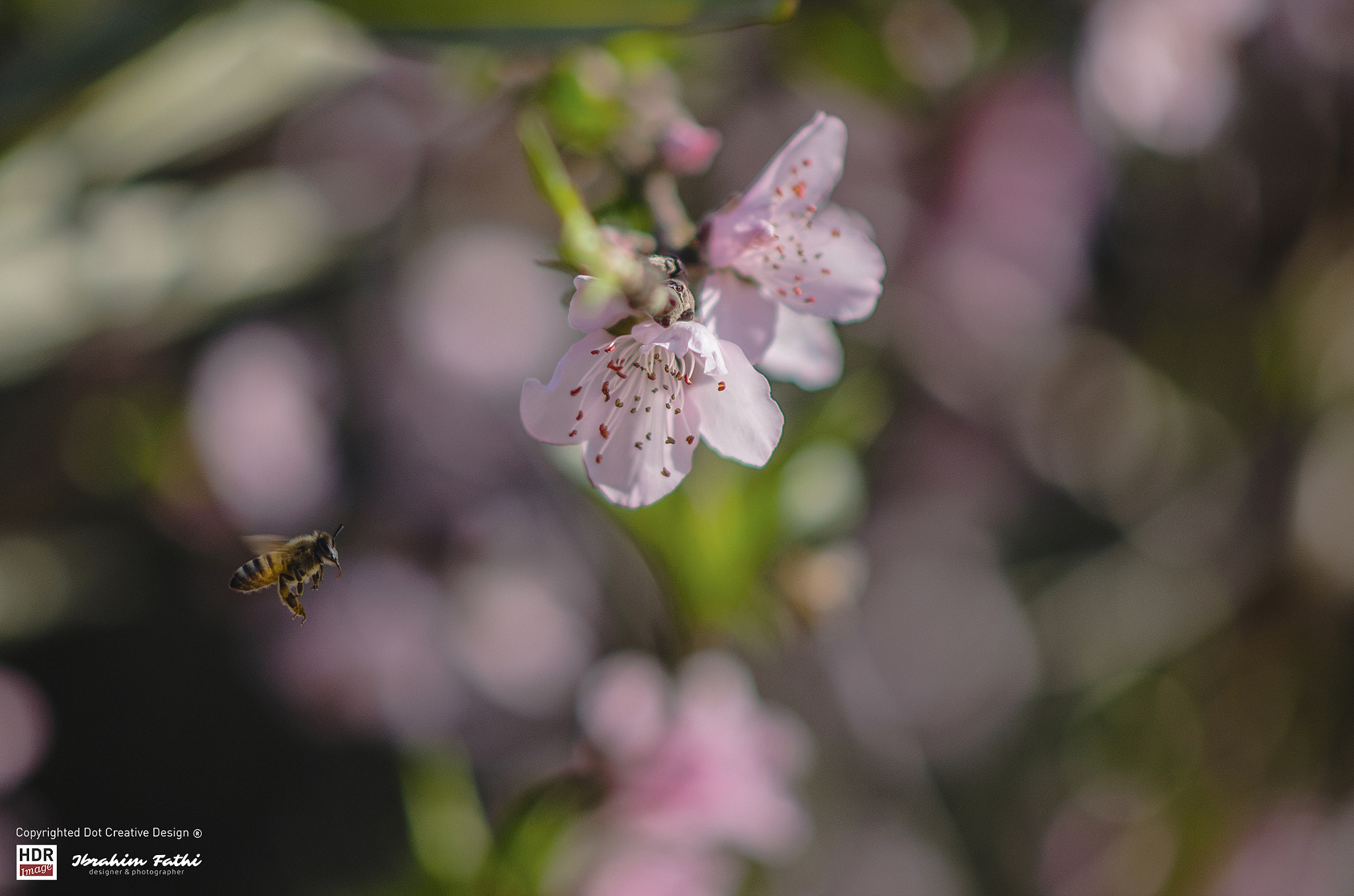 Nikon D7000 + Nikon AF-S Nikkor 85mm F1.8G sample photo. Bee on their way to fetch honey photography