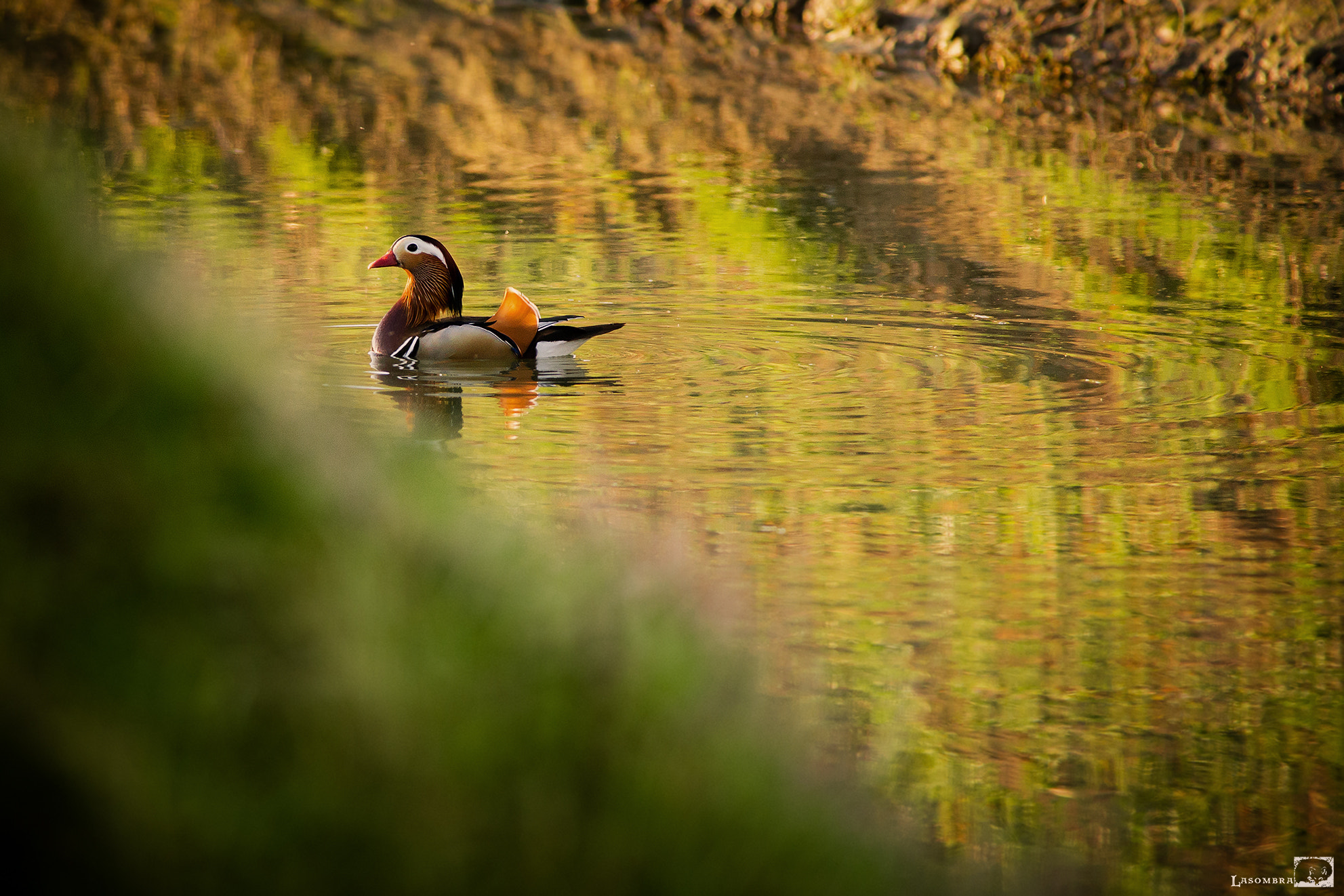Nikon AF-S Nikkor 300mm F2.8G ED VR II sample photo. Anatra mandarina photography