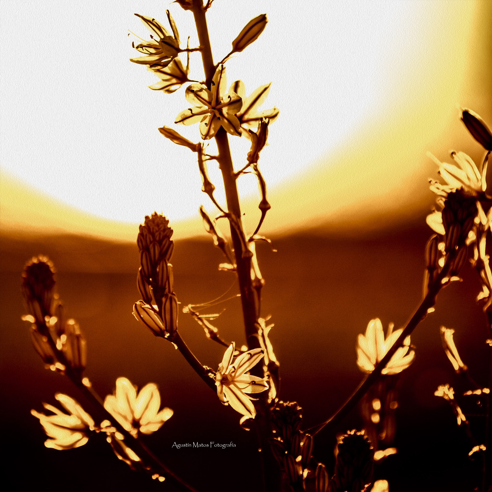 Canon EF 70-200mm F2.8L IS II USM sample photo. Nature photography