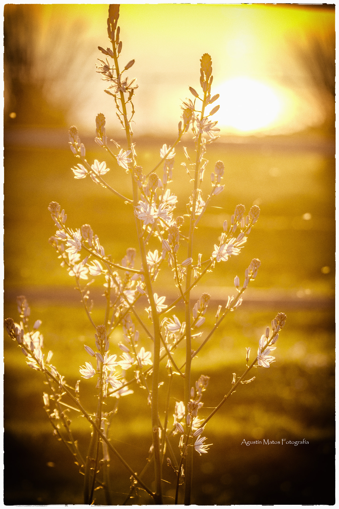 Canon EF 70-200mm F2.8L IS II USM sample photo. Nature photography