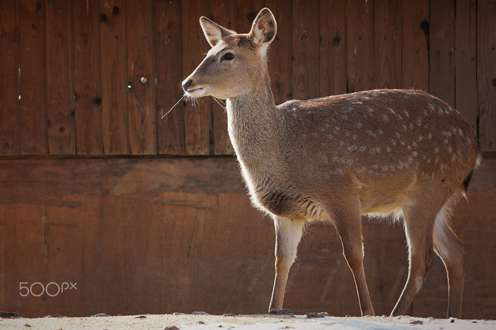 Sony a6000 + Sony FE 90mm F2.8 Macro G OSS sample photo. Vintage deer photography