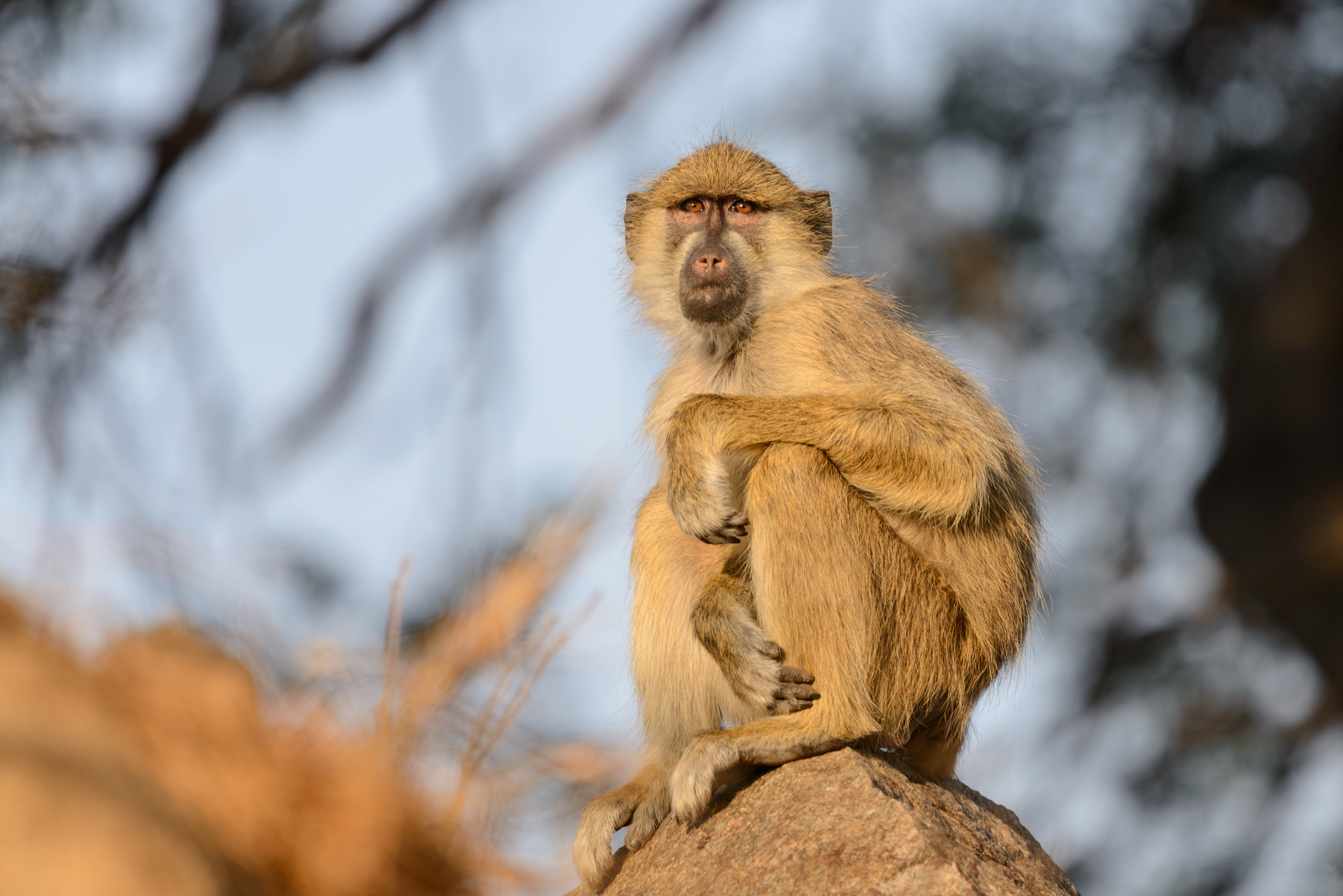 Nikon Nikkor AF-S 300mm F4E PF ED VR sample photo. On the lookout photography