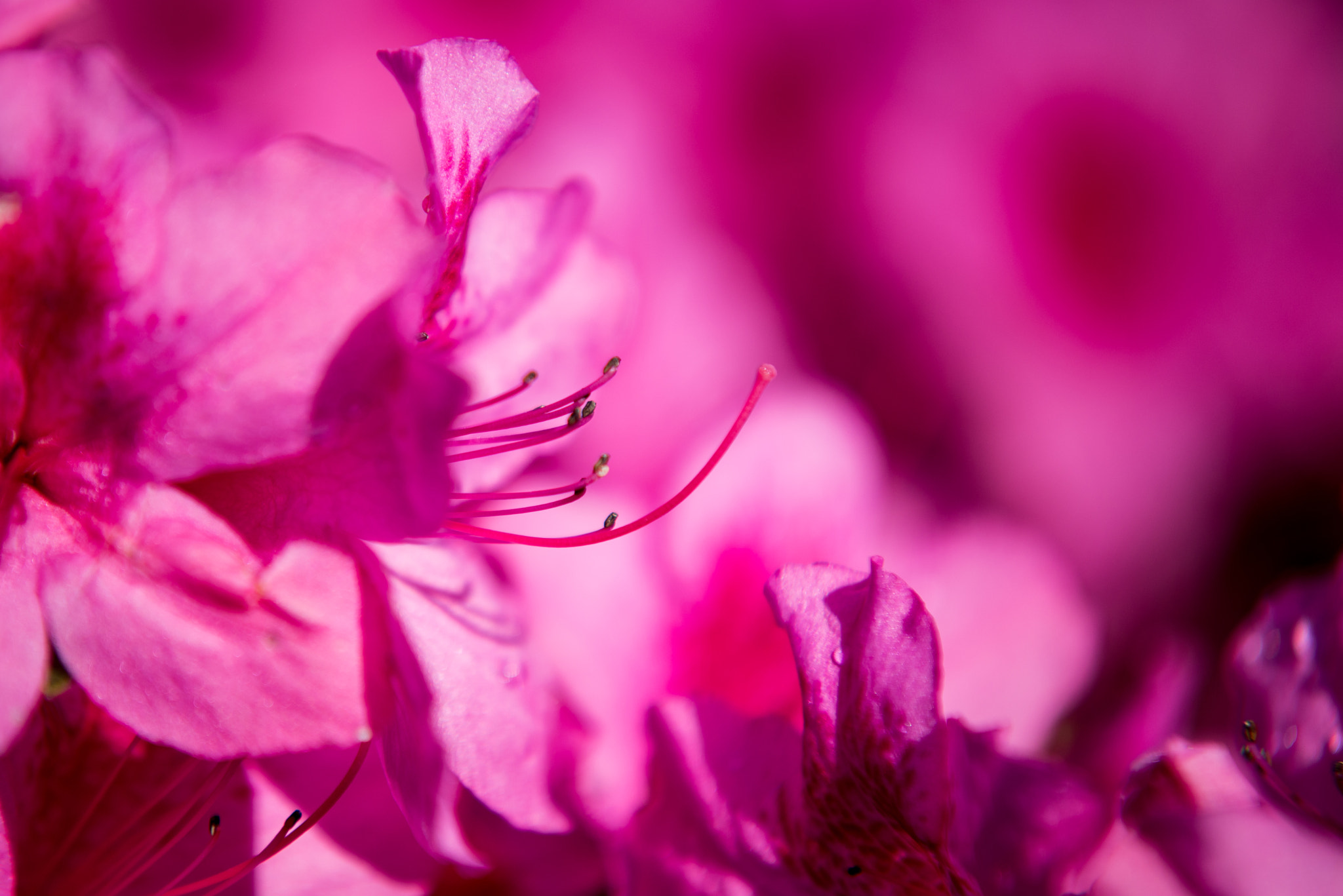 Sigma 70-200mm F2.8 EX DG Macro HSM II sample photo. Azálea photography