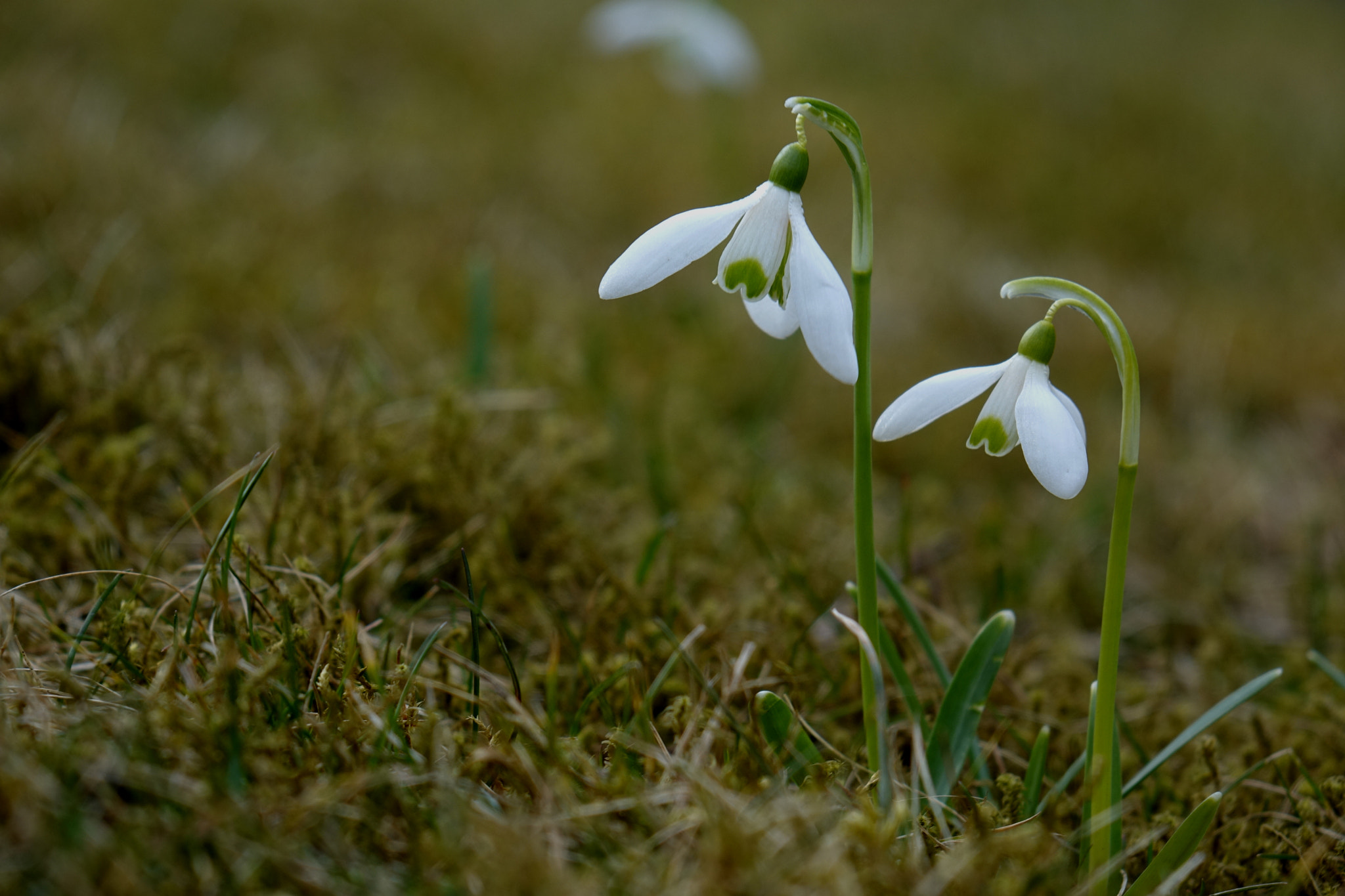 Sony 24-200mm F2.8 sample photo. Spring tango photography