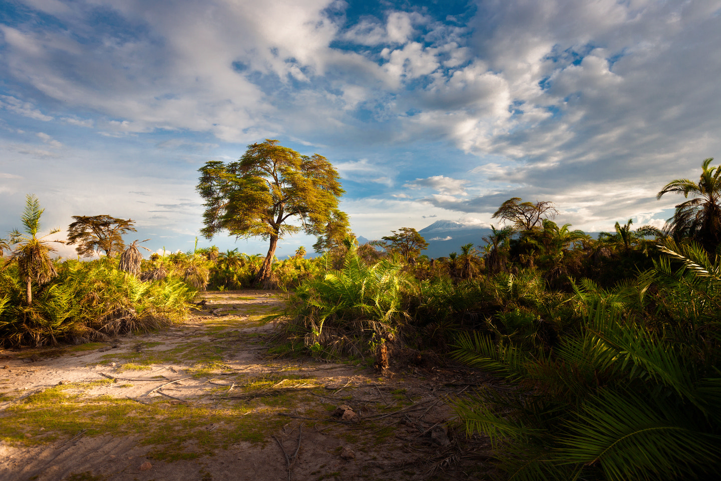 Canon EF 16-35mm F2.8L II USM sample photo. Kilimanjaro photography