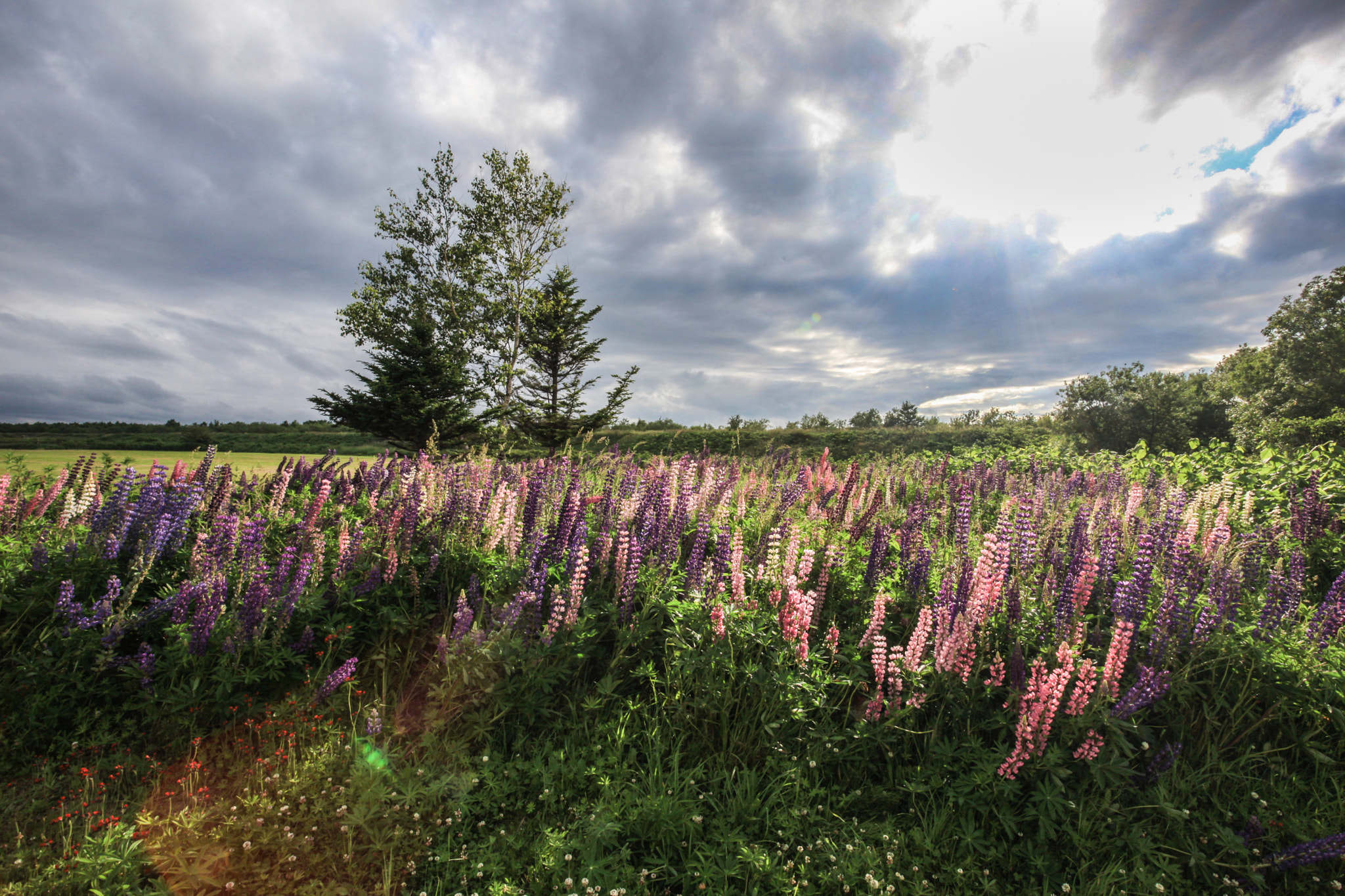 Canon EF 17-40mm F4L USM sample photo. Hidden lavender field photography